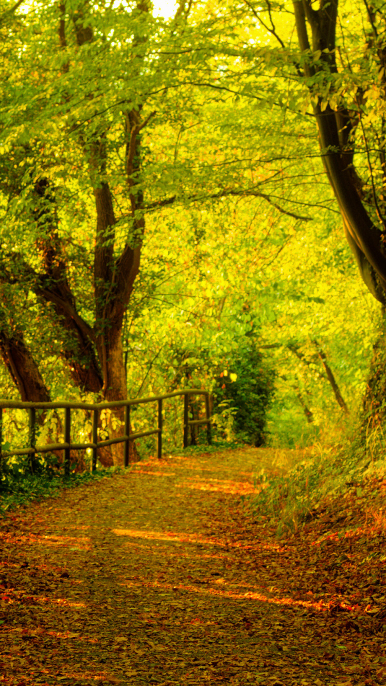 Обои природа, лес, лесистая местность, дорога, экосистема в разрешении 750x1334