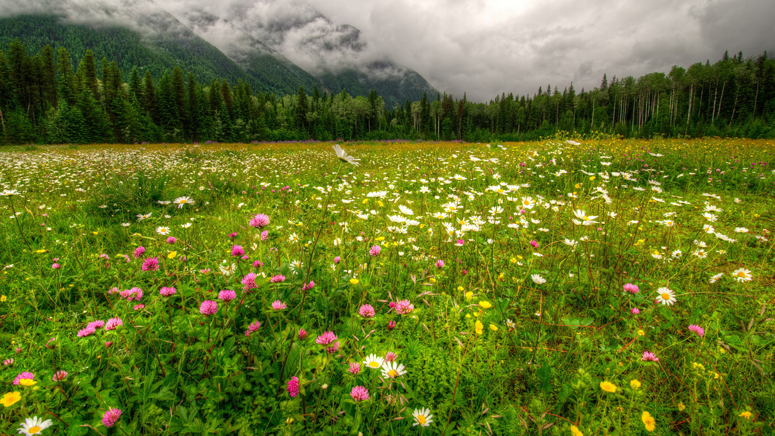 Обои луг, цветок, сенокосное угодье, растительность, полевой цветок в разрешении 2560x1440
