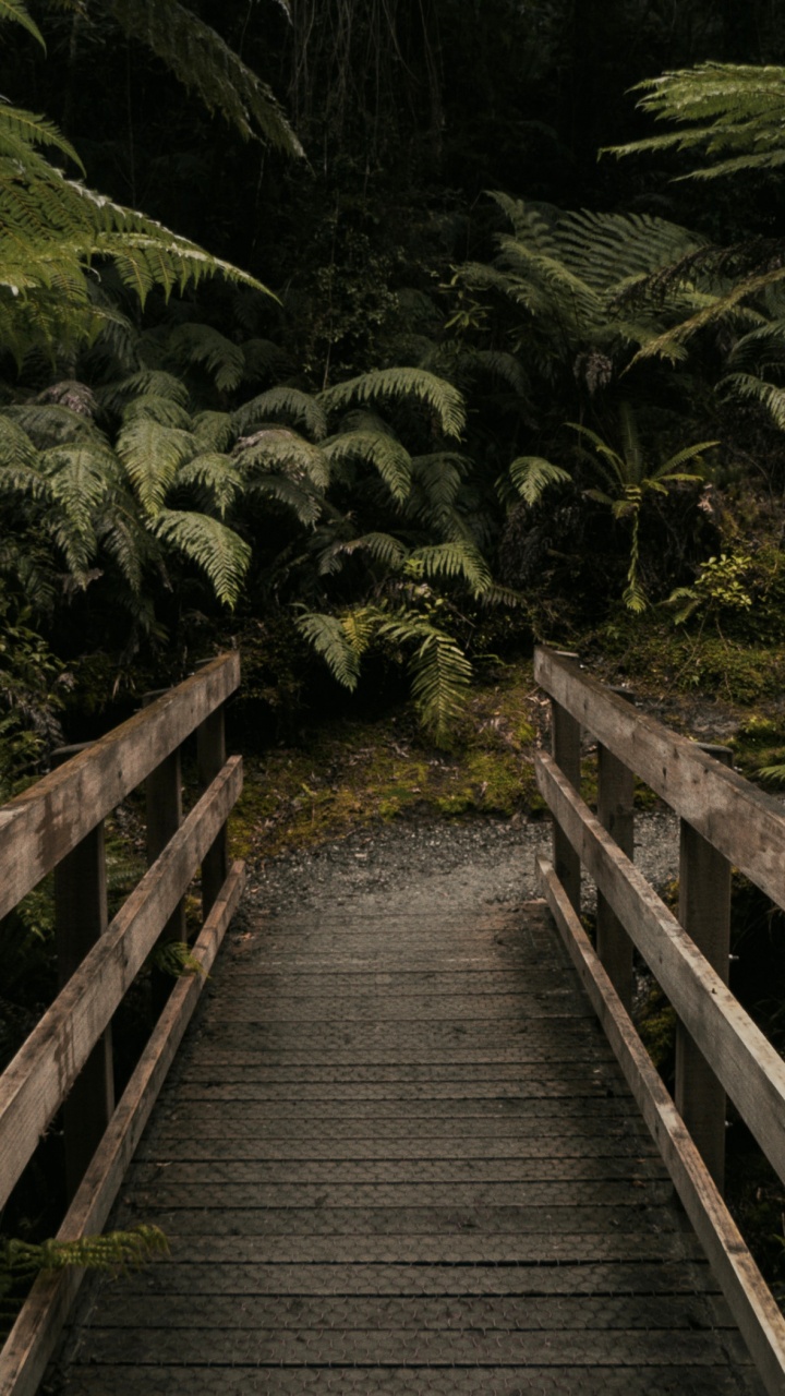 Обои тропические леса, растение, растительное сообщество, лист, природный ландшафт в разрешении 720x1280