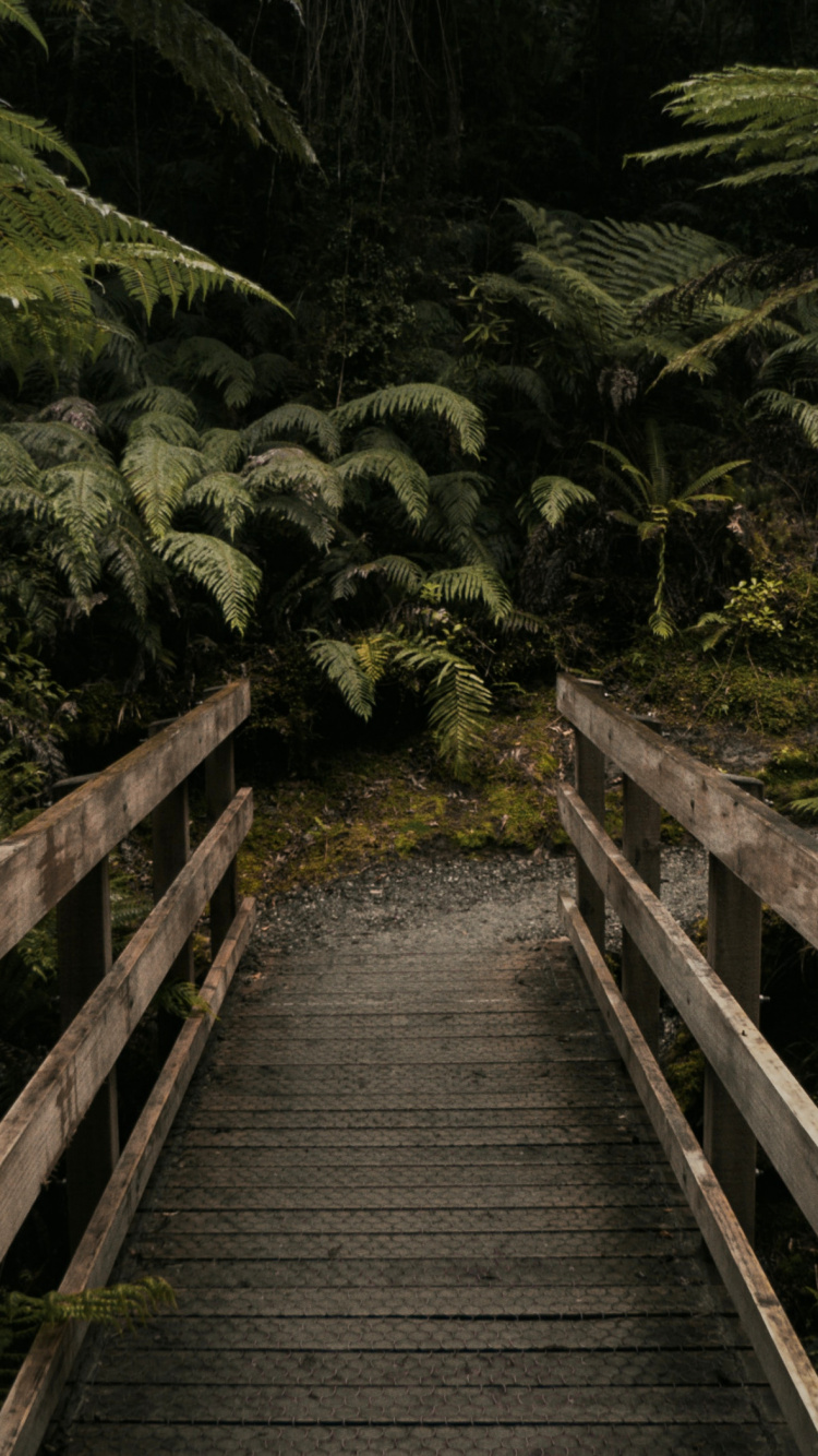 Обои тропические леса, растение, растительное сообщество, лист, природный ландшафт в разрешении 750x1334