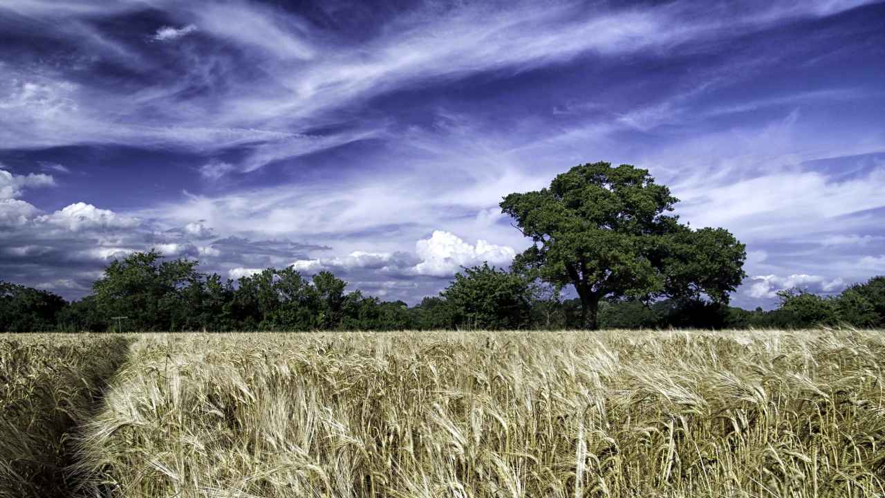 Обои 2048 х 1156, природа, поле, облако, сенокосное угодье в разрешении 1280x720