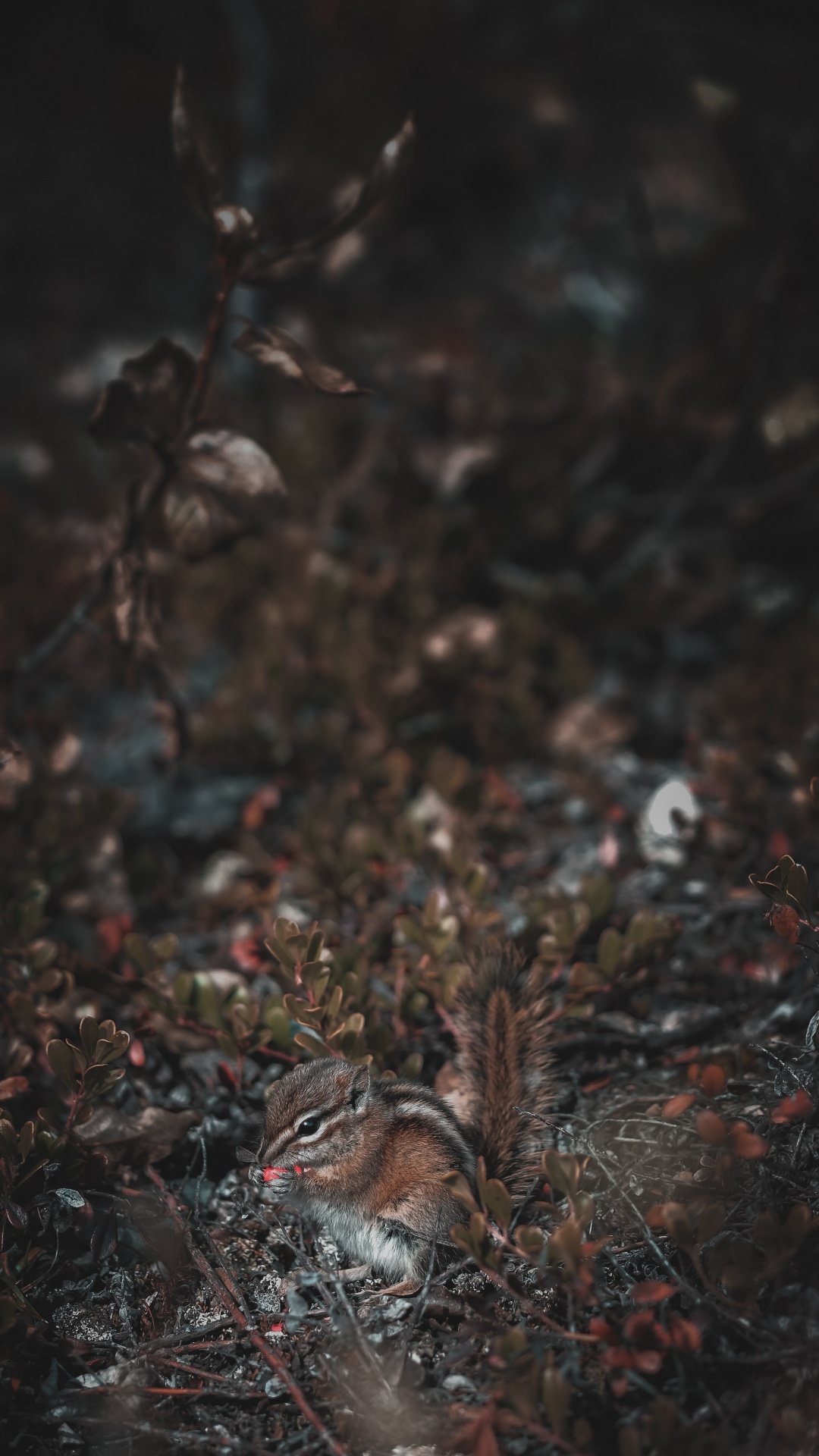 Обои озеро, дерево, коричневый цвет, темнота, прут в разрешении 1080x1920