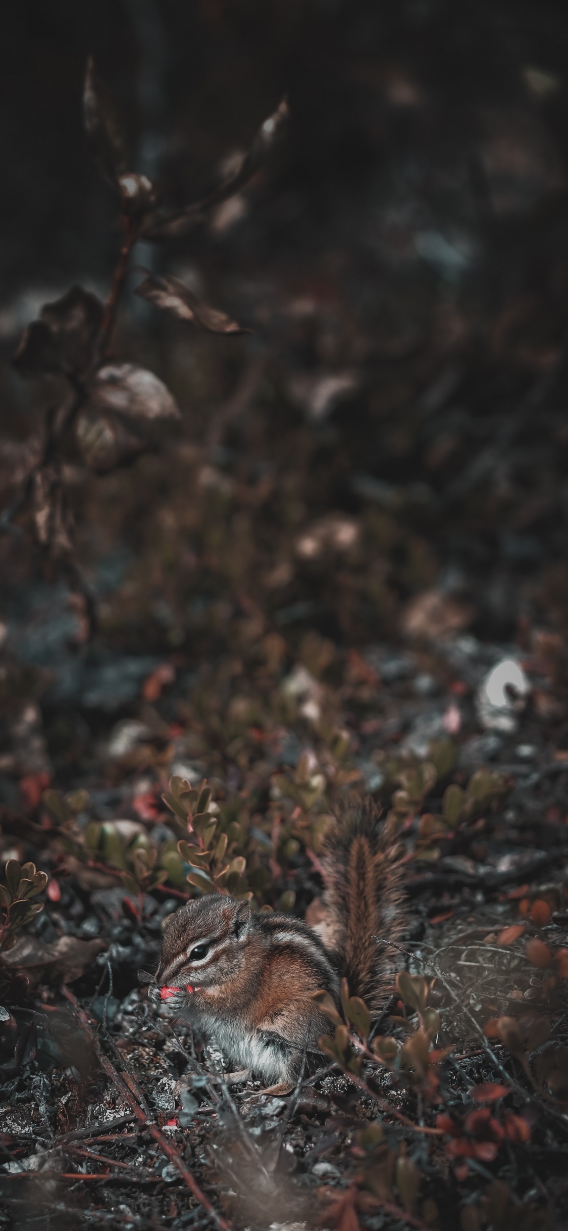 Обои озеро, дерево, коричневый цвет, темнота, прут в разрешении 1125x2436