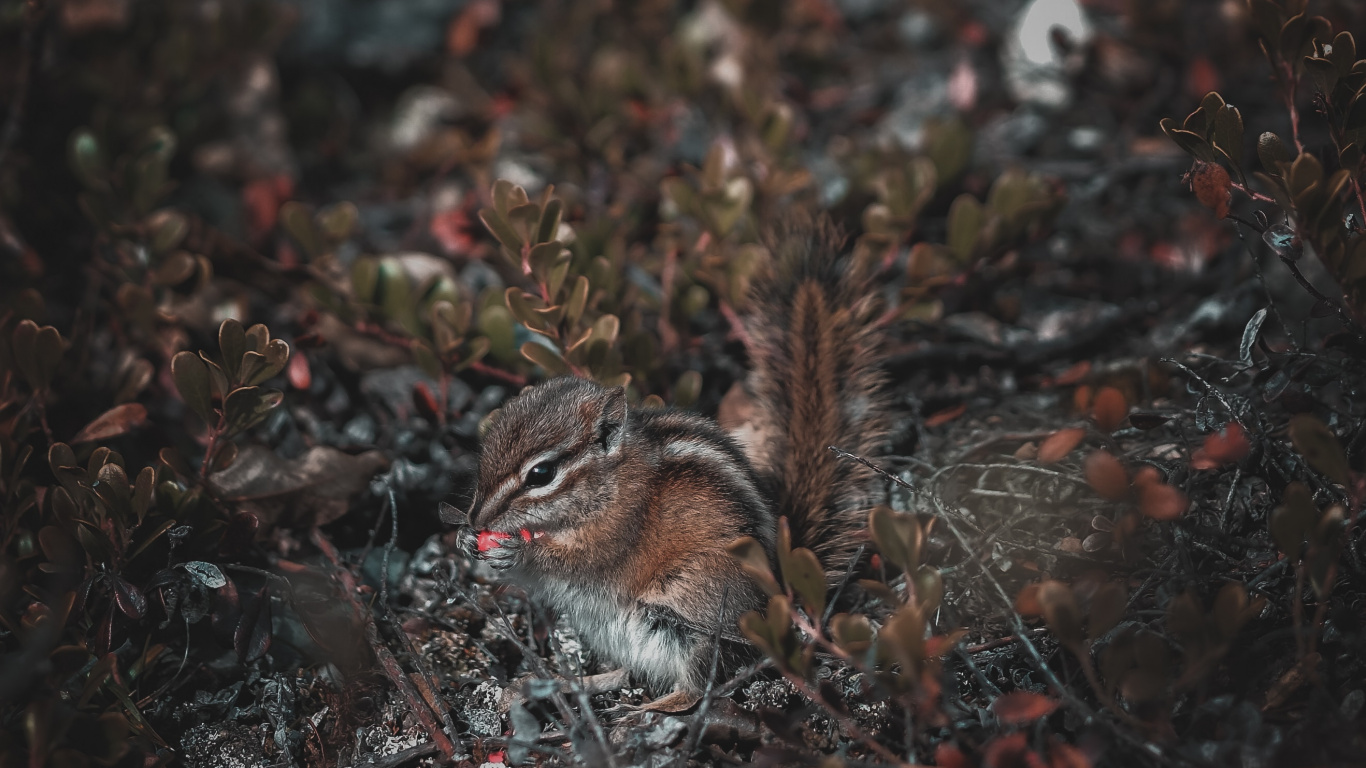 Обои озеро, дерево, коричневый цвет, темнота, прут в разрешении 1366x768