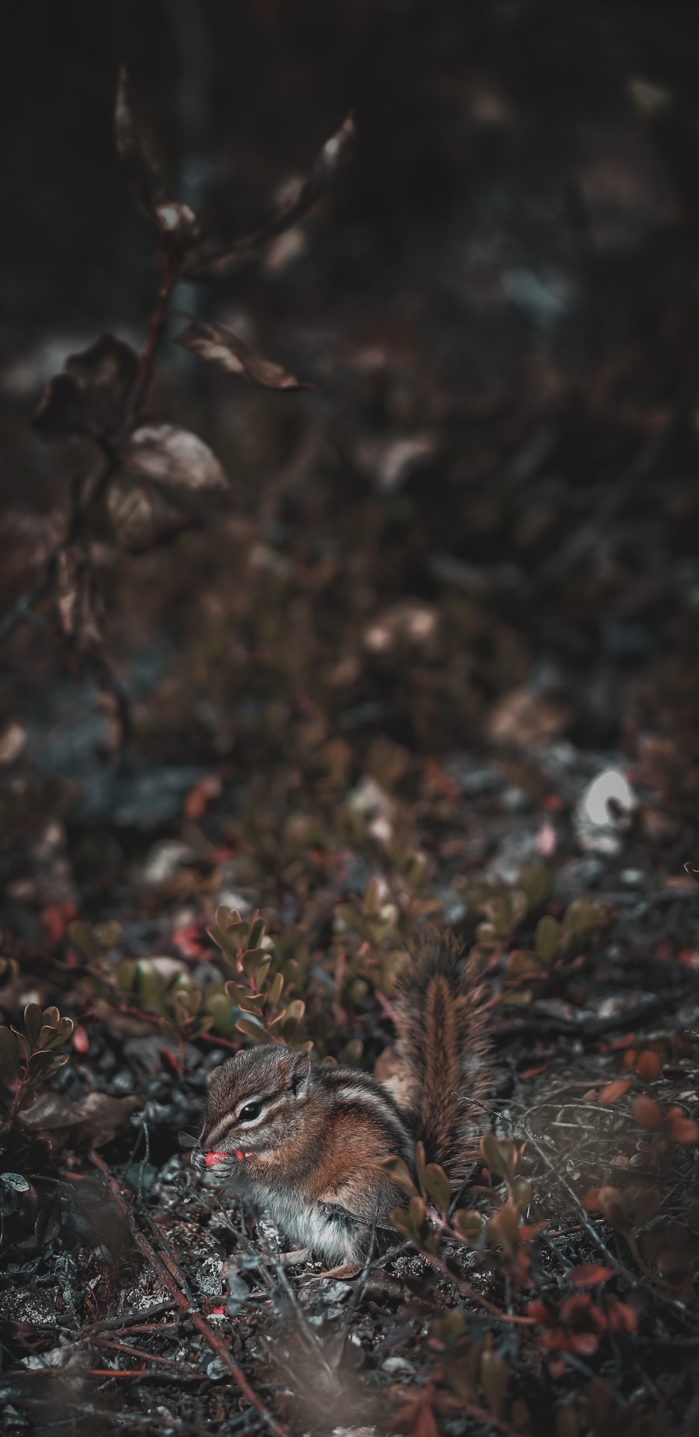 Обои озеро, дерево, коричневый цвет, темнота, прут в разрешении 1440x2960