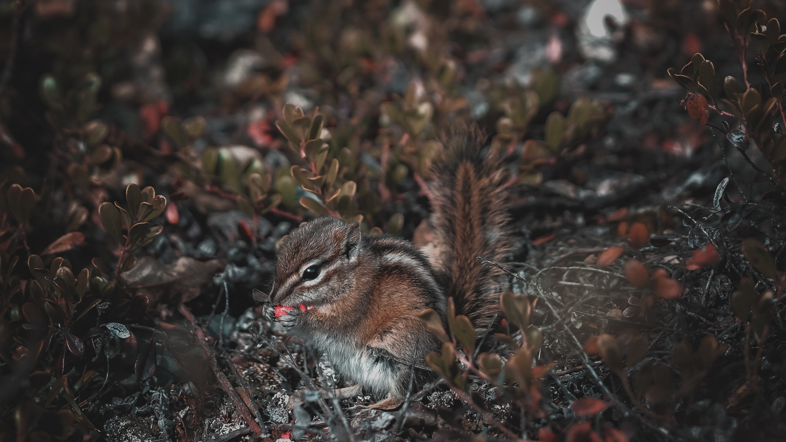 Обои озеро, дерево, коричневый цвет, темнота, прут в разрешении 2560x1440