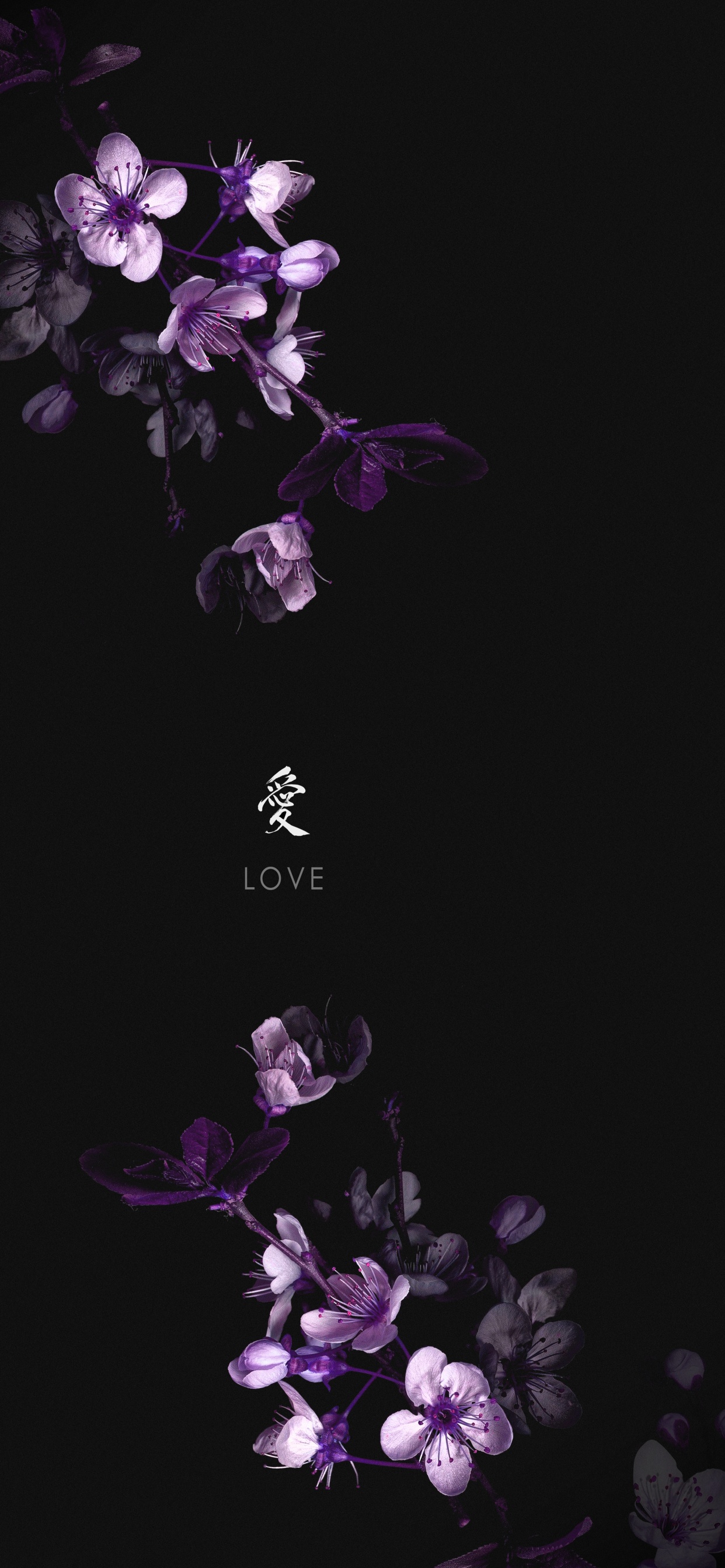 Обои висгун - социальная сеть, цветок, лепесток, пурпур, наземное растение для iPhone XS Max бесплатно, заставка 1242x2688 - скачать картинки и фото
