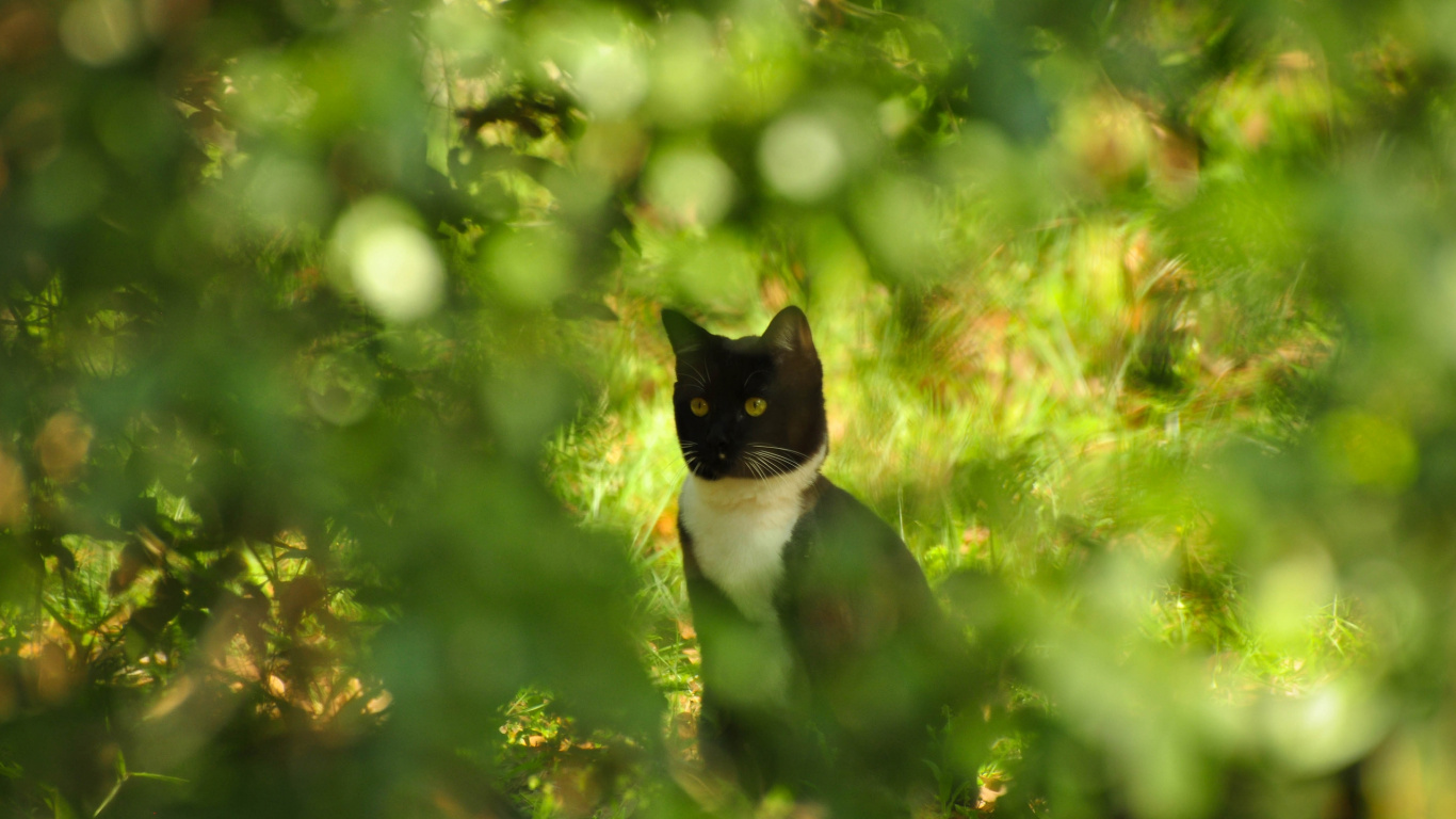 Обои котенок, зеленый, кошачьих, дерево, Дикая кошка в разрешении 1366x768