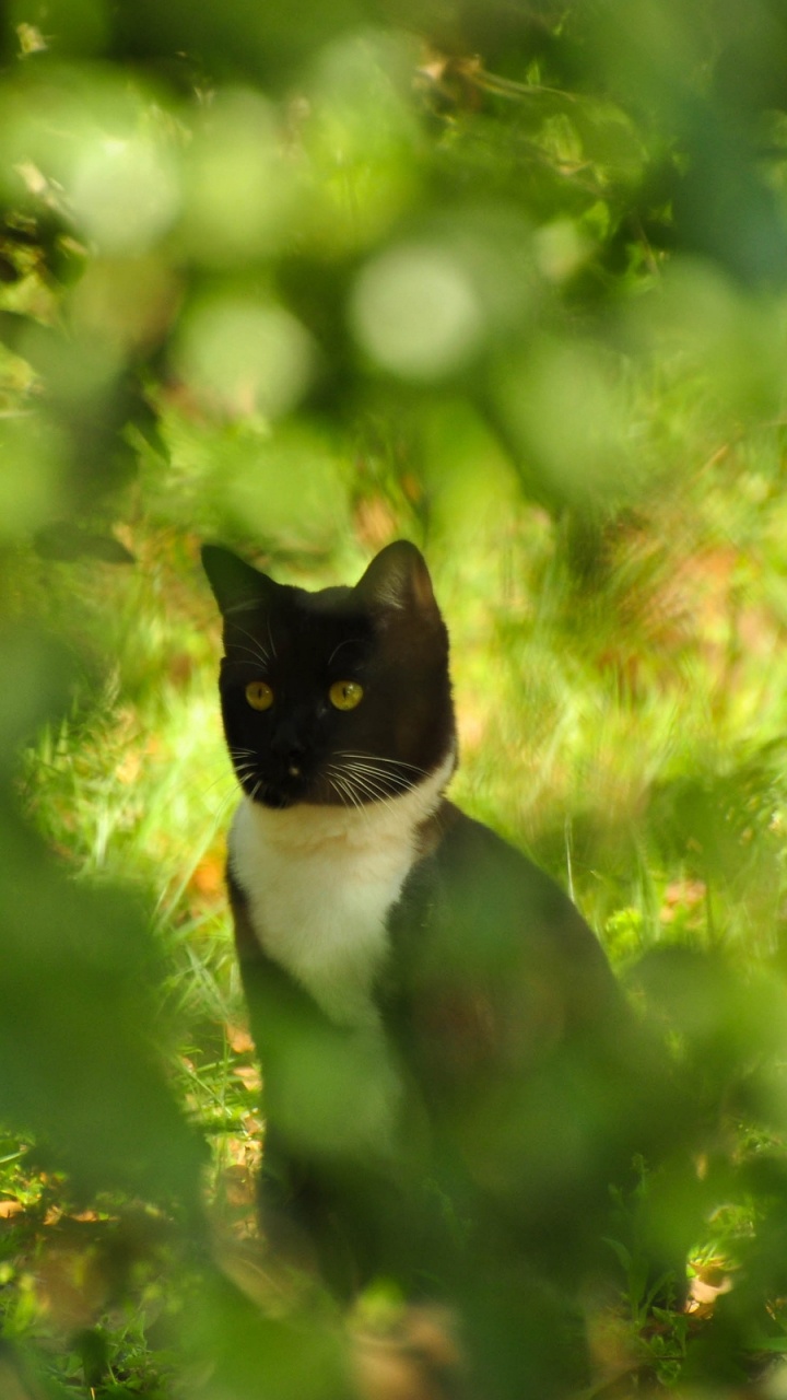 Обои котенок, зеленый, кошачьих, дерево, Дикая кошка в разрешении 720x1280