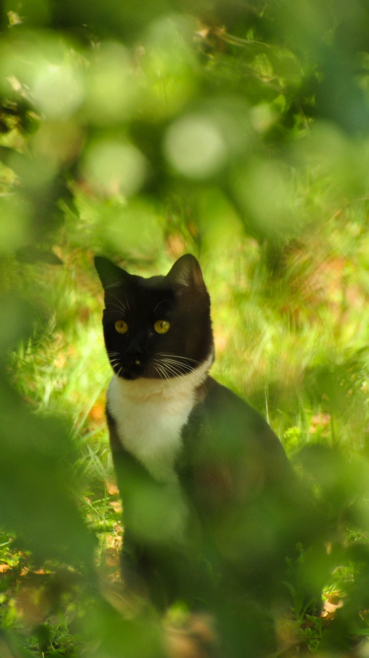 Обои котенок, зеленый, кошачьих, дерево, Дикая кошка в разрешении 750x1334