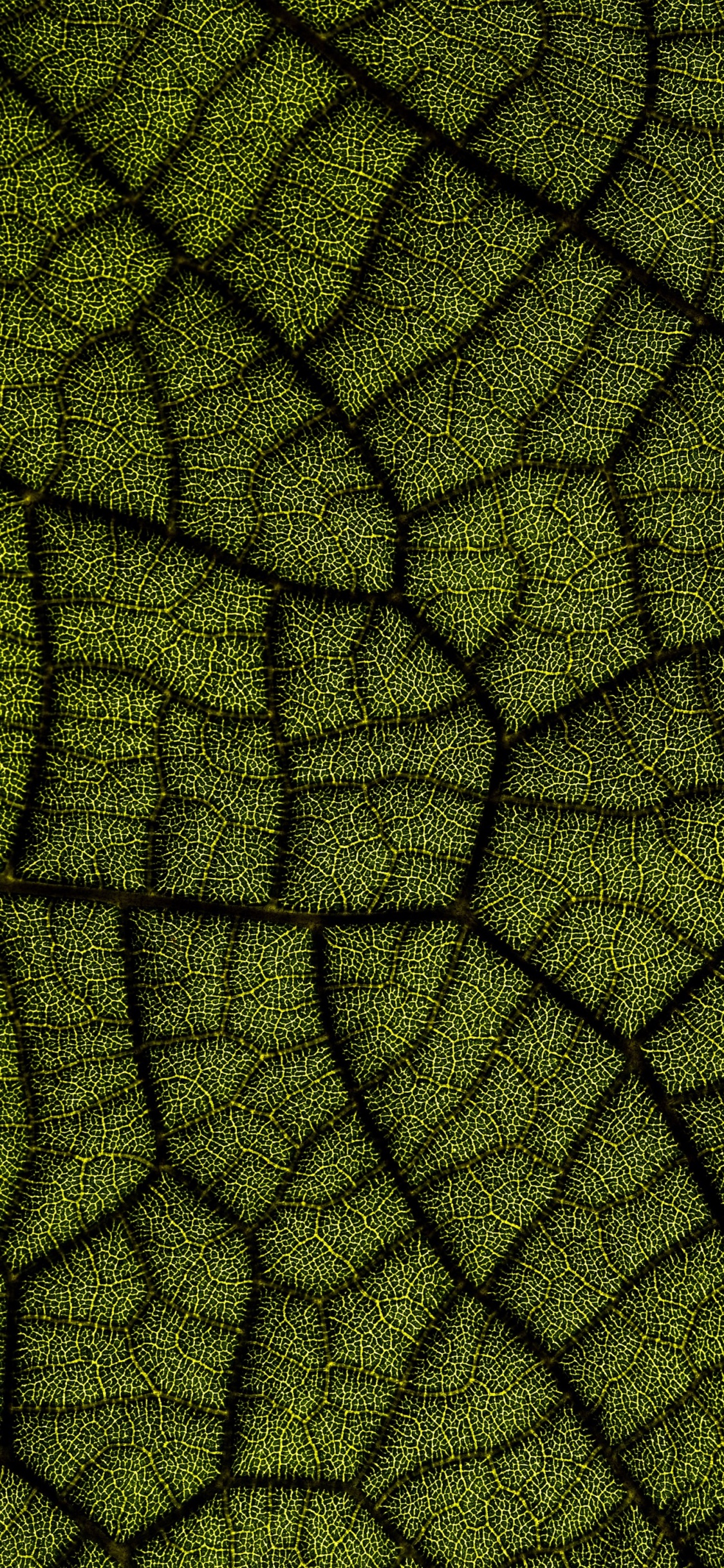 Обои лист, Диджиталбау 2022, наземное растение, симметрия, арт в разрешении 1125x2436