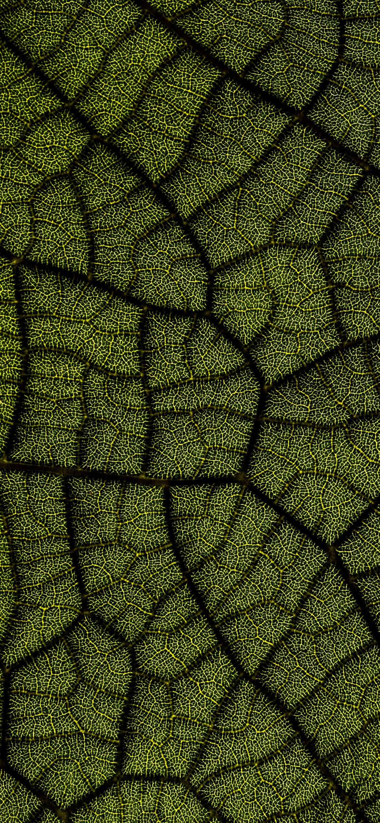 Обои лист, Диджиталбау 2022, наземное растение, симметрия, арт в разрешении 1242x2688