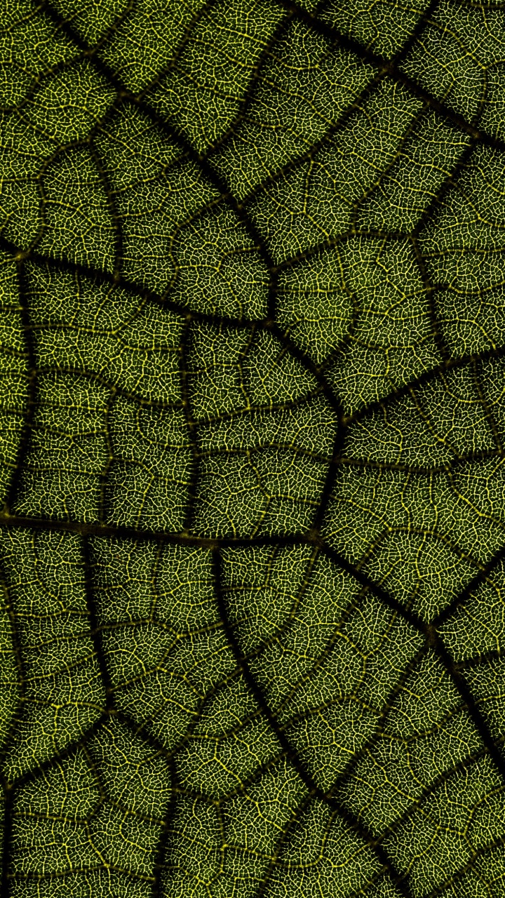 Обои лист, Диджиталбау 2022, наземное растение, симметрия, арт в разрешении 720x1280