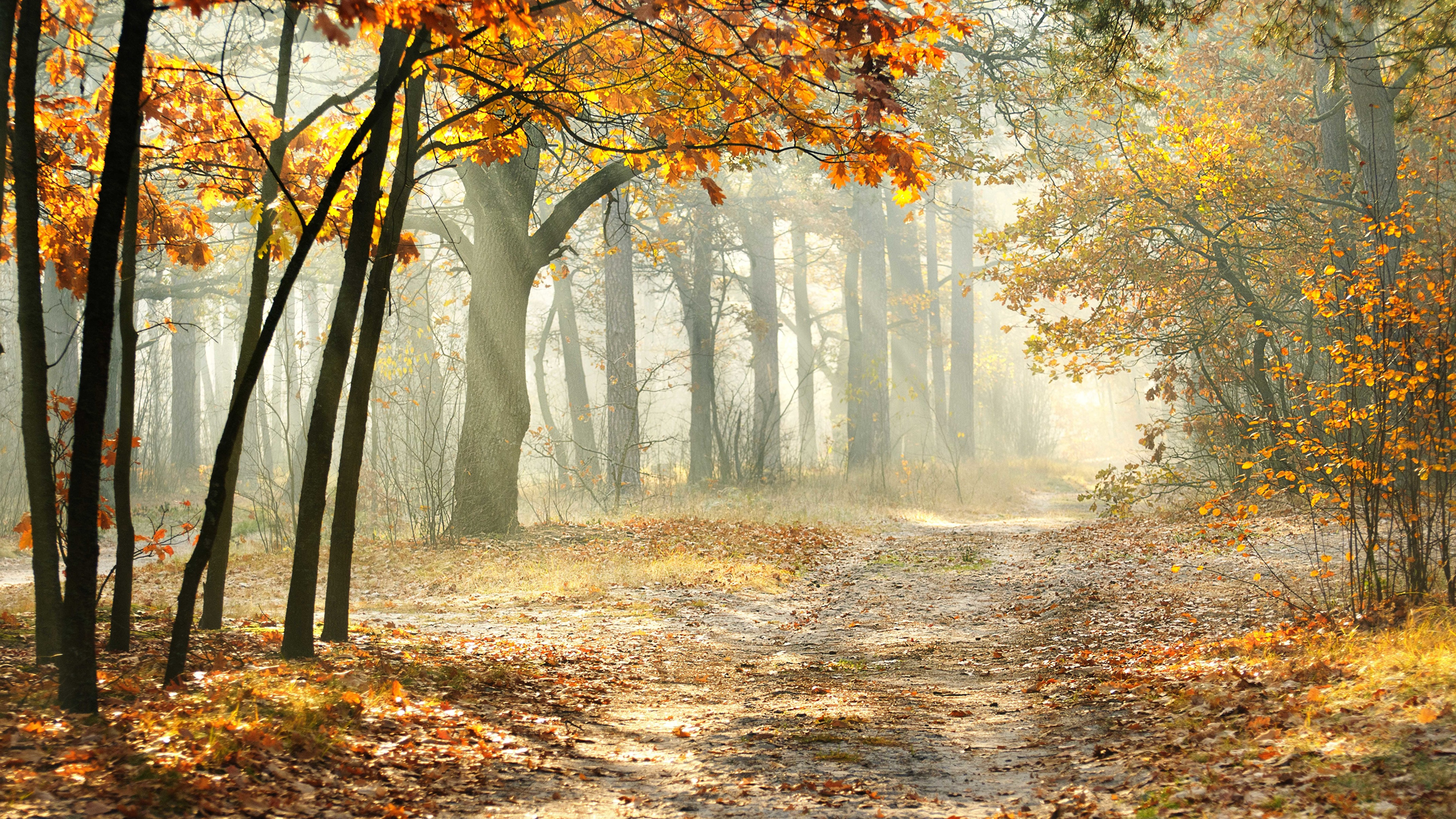Autumn is beautiful. Осенний лес. Осень в лесу. Пейзаж осени. Лес осенью.