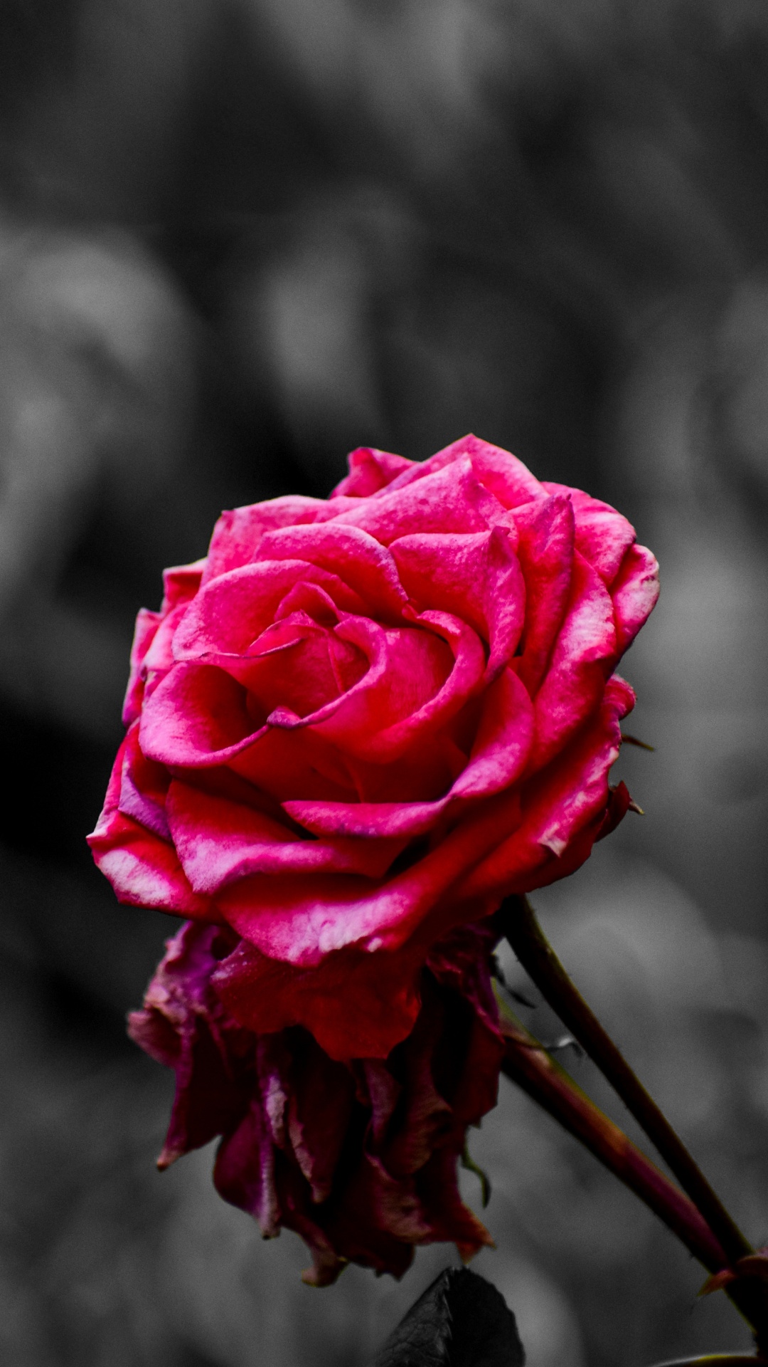 Обои Роза, цветок, розовый, сад роз, лепесток в разрешении 1080x1920