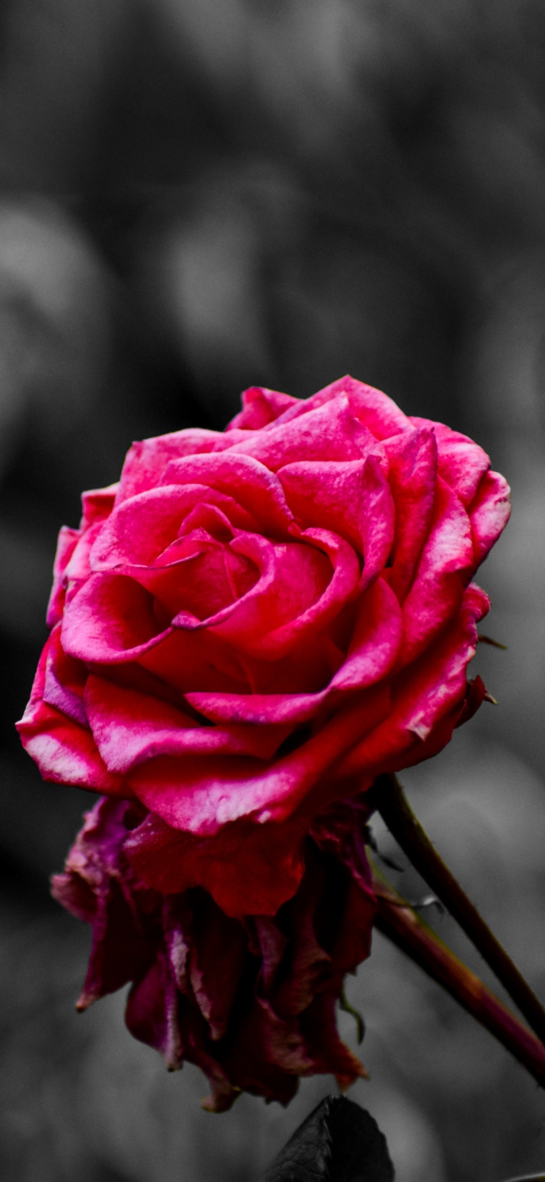Обои Роза, цветок, розовый, сад роз, лепесток в разрешении 1125x2436