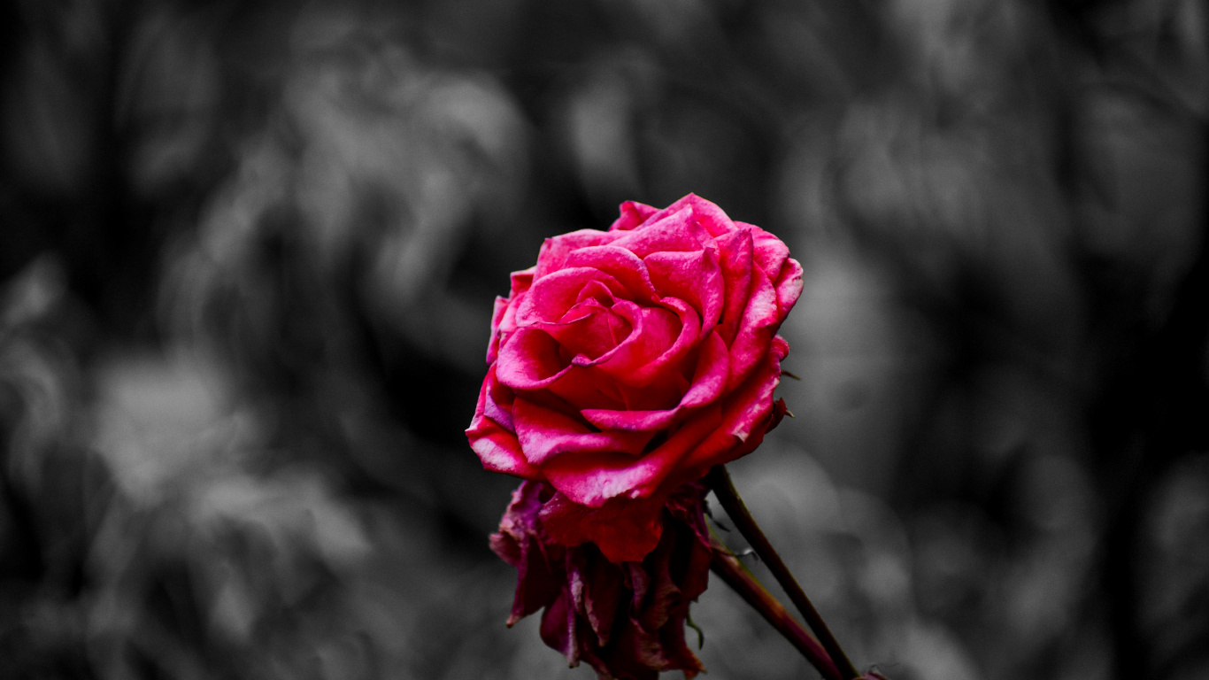 Обои Роза, цветок, розовый, сад роз, лепесток в разрешении 1366x768