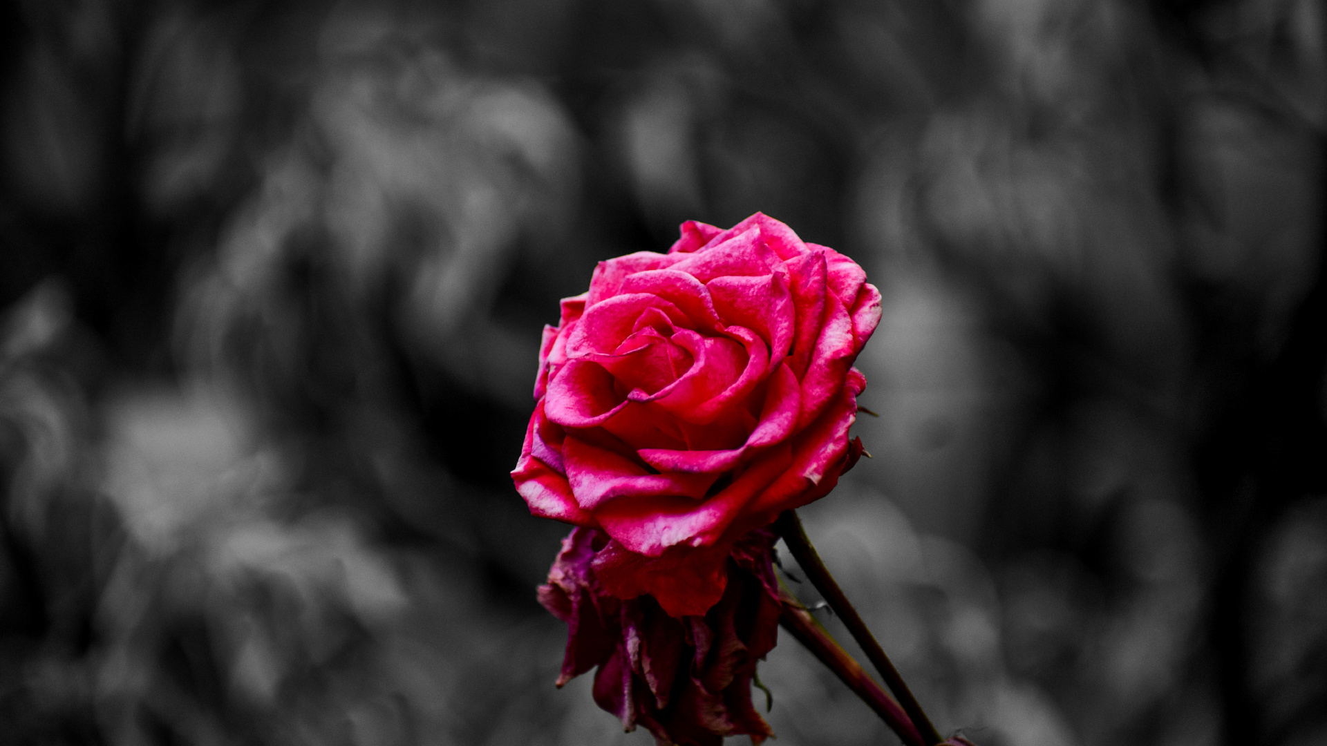 Обои Роза, цветок, розовый, сад роз, лепесток в разрешении 1920x1080