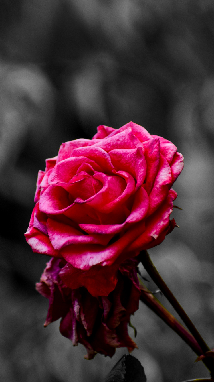 Обои Роза, цветок, розовый, сад роз, лепесток в разрешении 750x1334