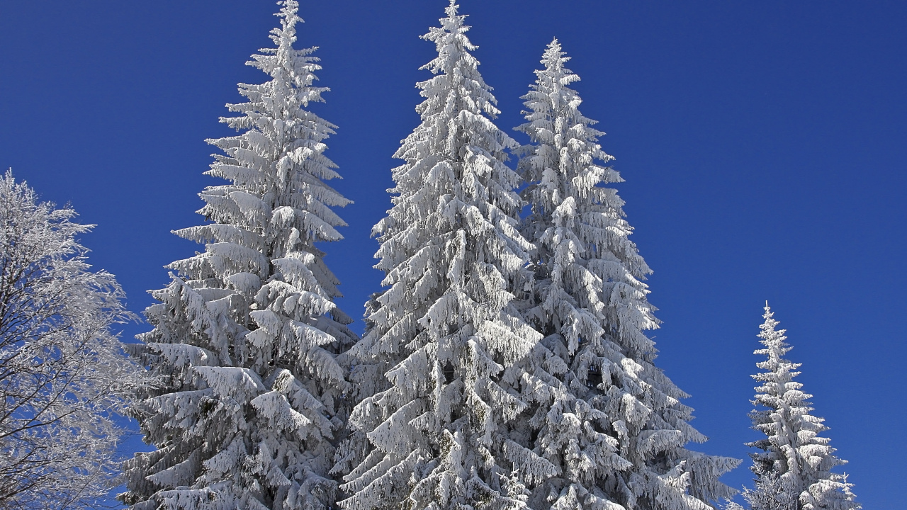 Обои ель, дерево, снег, зима, песня в разрешении 1280x720