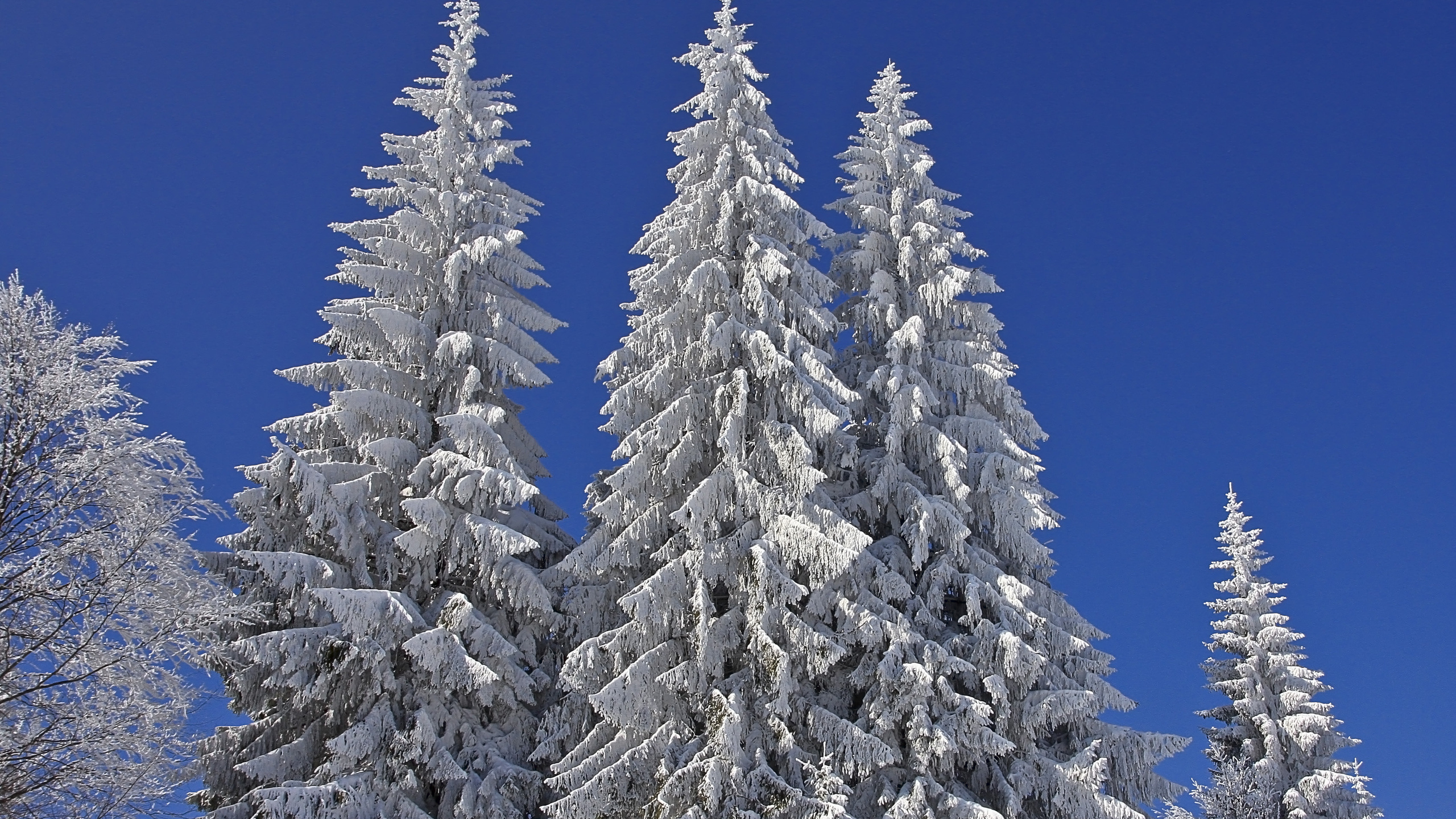 Обои ель, дерево, снег, зима, песня в разрешении 2560x1440