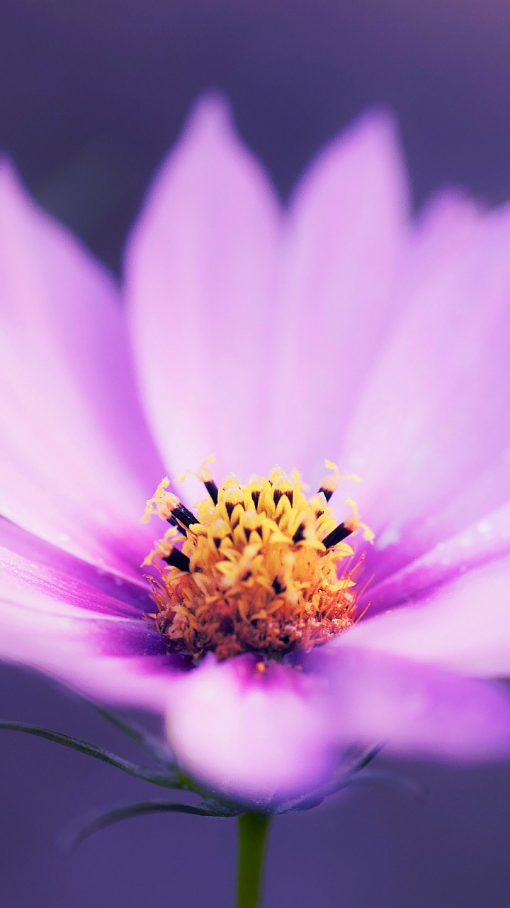 Обои цветок, цветковое растение, лепесток, розовый, пурпур в разрешении 720x1280