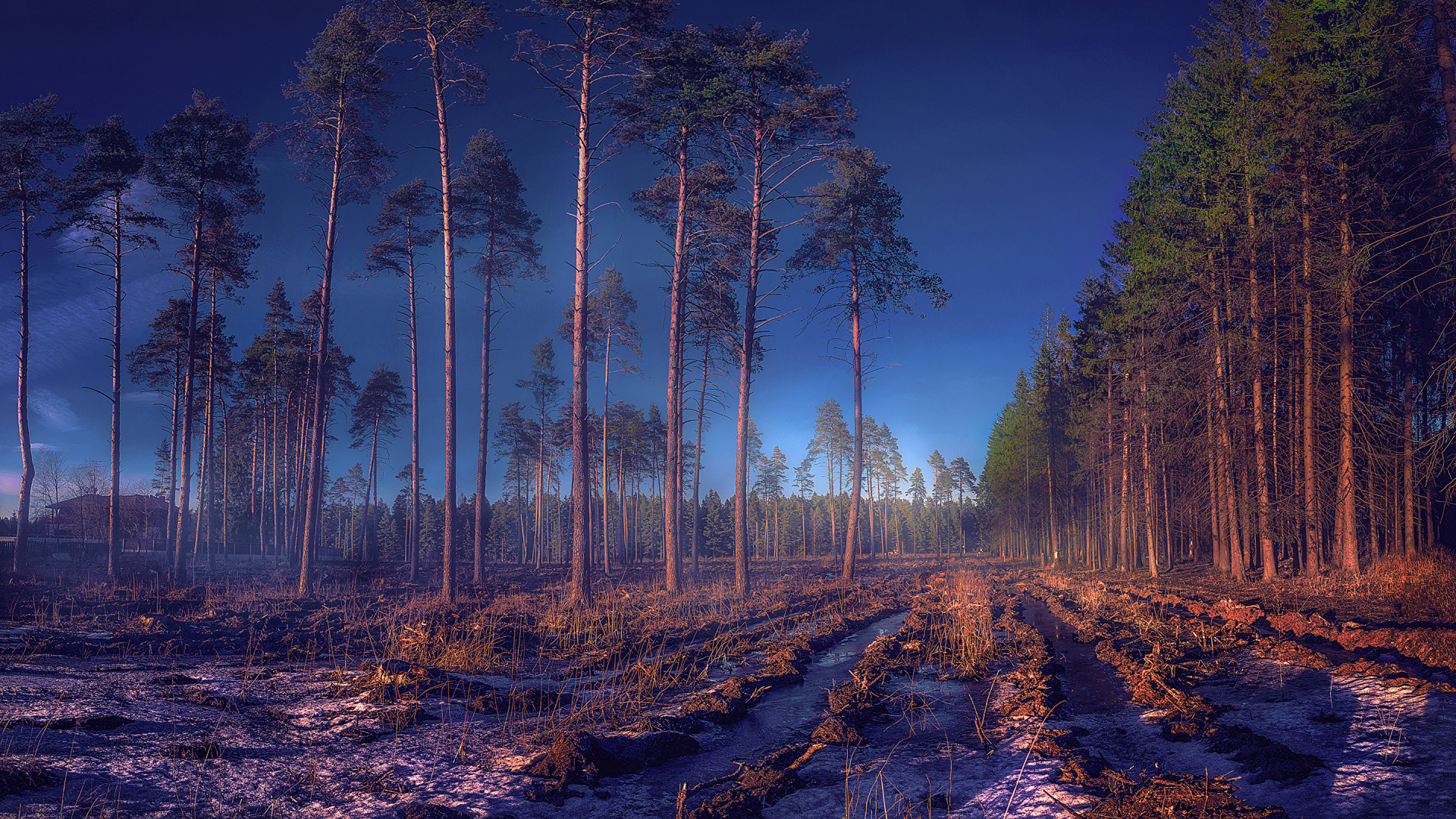 Обои дерево, природа, лес, атмосфера, небо в разрешении 1920x1080