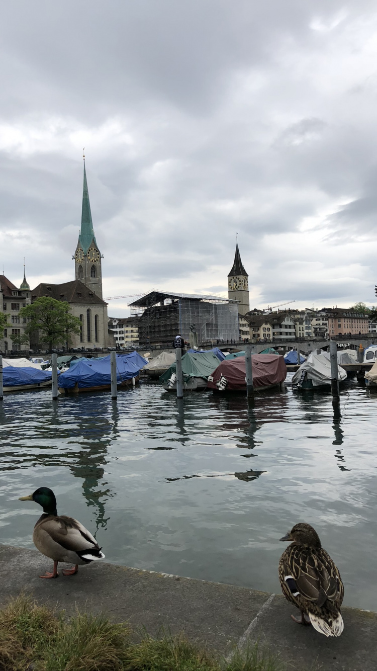 Обои мошенник, вода, Дикая утка, Гусь, реки в разрешении 750x1334