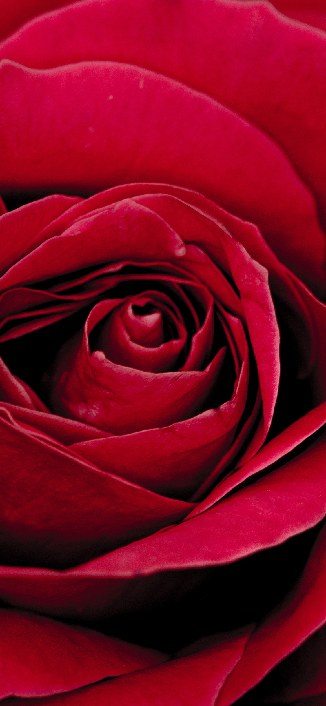 Обои цветок, Роза, сад роз, лепесток, цветковое растение в разрешении 1125x2436