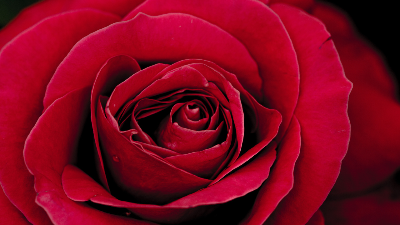 Обои цветок, Роза, сад роз, лепесток, цветковое растение в разрешении 1280x720
