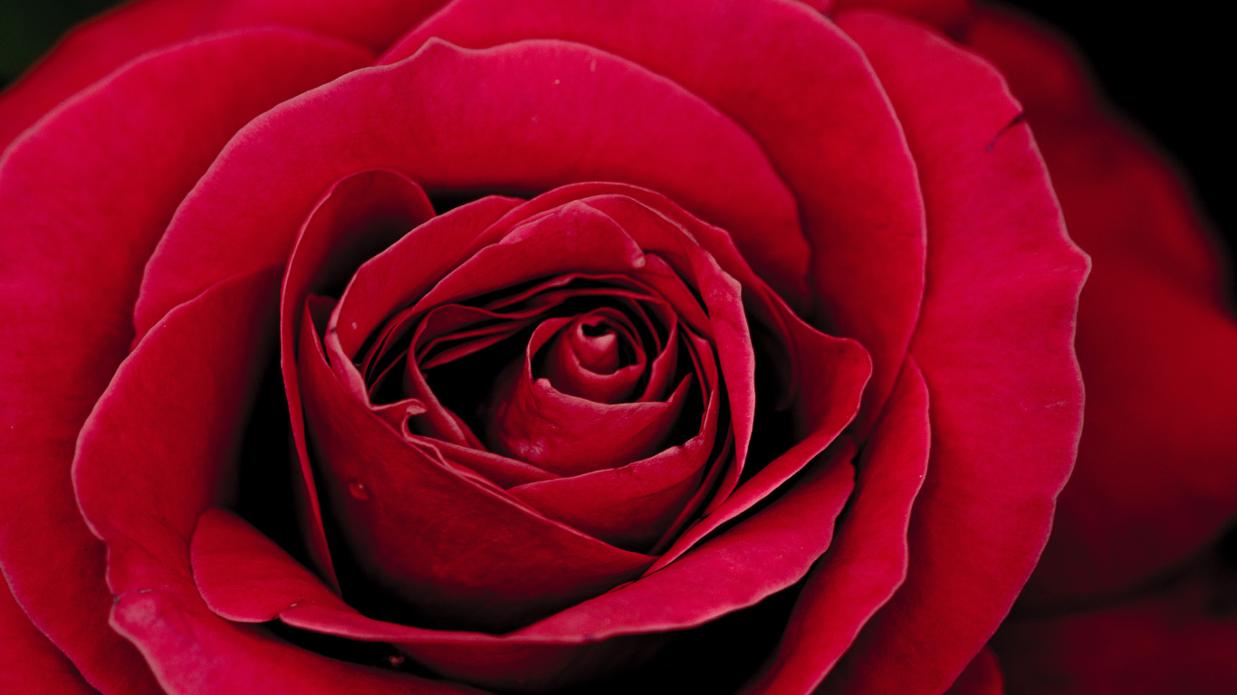 Обои цветок, Роза, сад роз, лепесток, цветковое растение в разрешении 1366x768