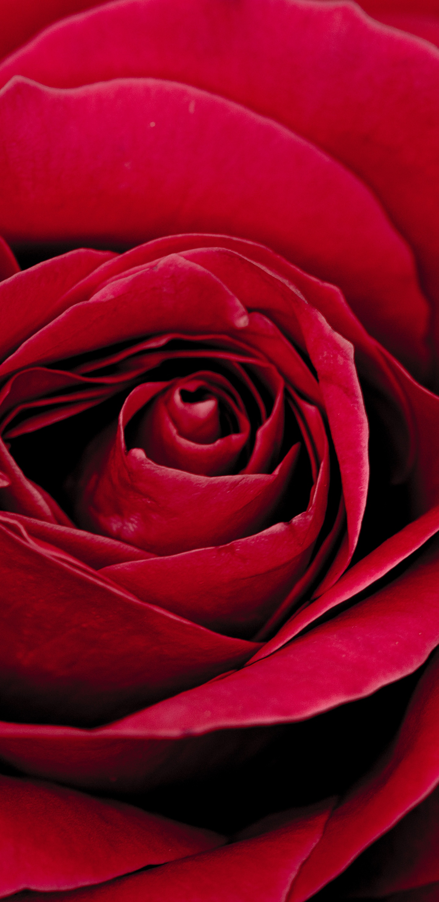 Обои цветок, Роза, сад роз, лепесток, цветковое растение в разрешении 1440x2960