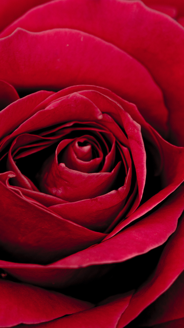 Обои цветок, Роза, сад роз, лепесток, цветковое растение в разрешении 750x1334