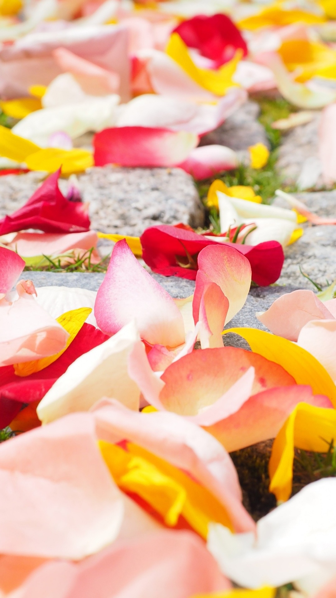 Обои лепесток, Роза, цветок, сладость, растение в разрешении 1080x1920