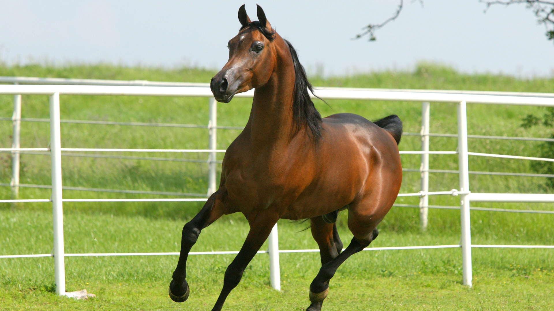 Обои коричневый лошадь работает, Фризская лошадь, осленок, конь, жеребец в разрешении 1920x1080