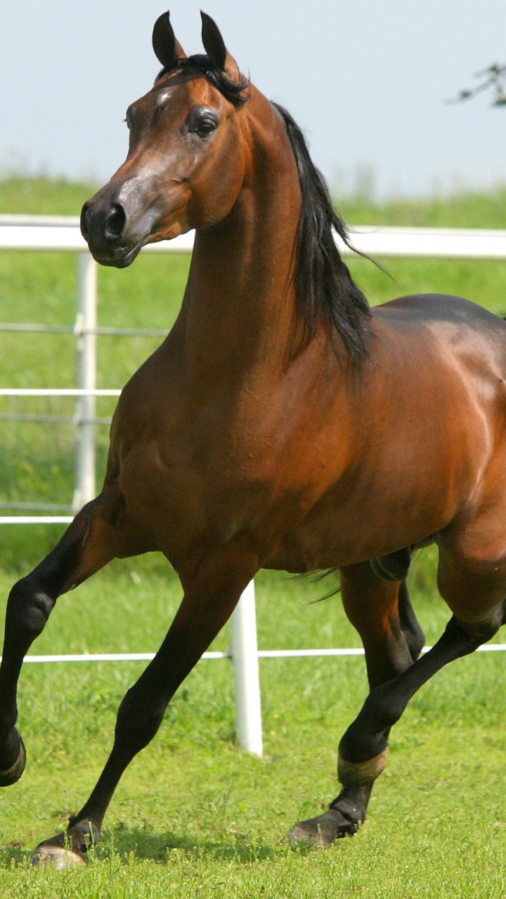 Обои коричневый лошадь работает, Фризская лошадь, осленок, конь, жеребец в разрешении 720x1280