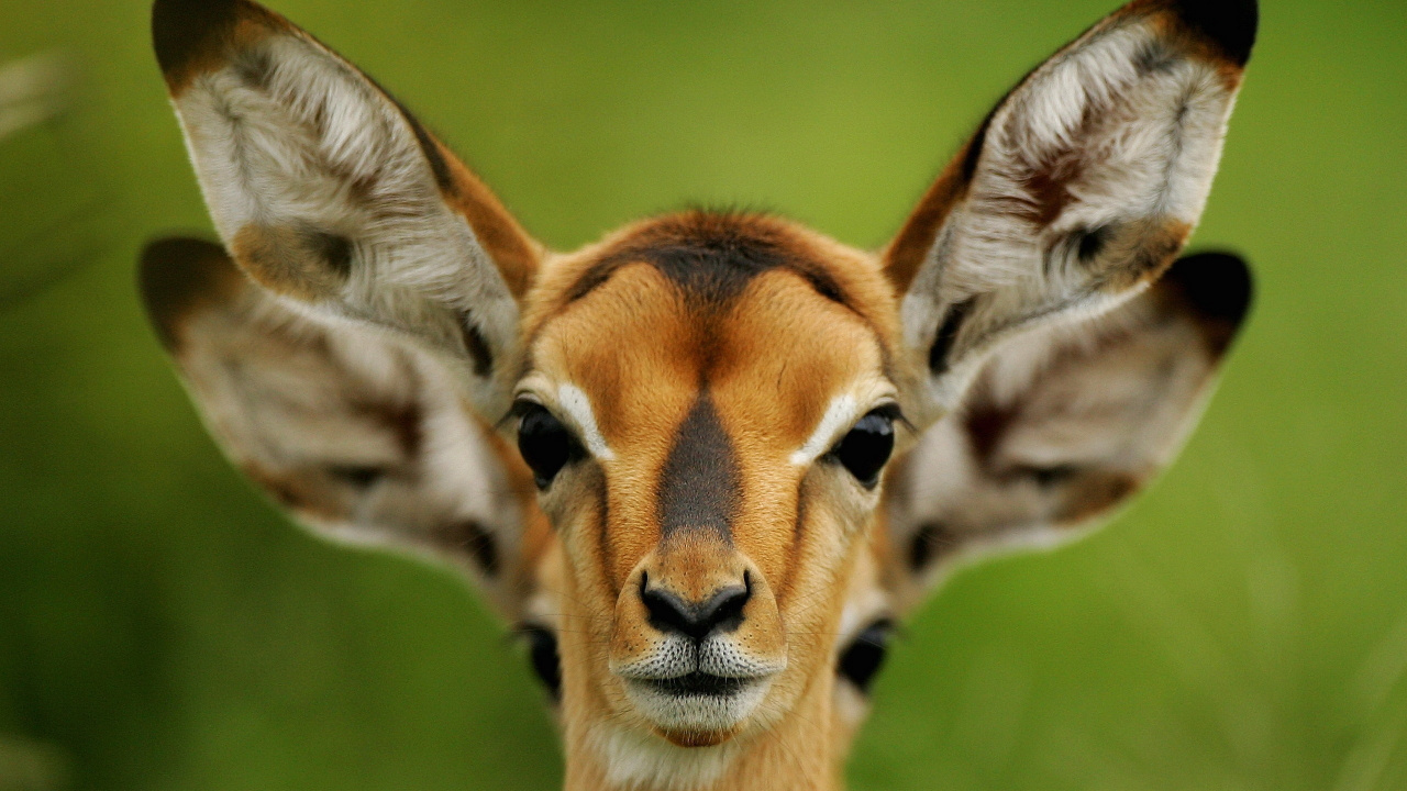 Обои антилопа, олень, живая природа, импала, наземные животные в разрешении 1280x720