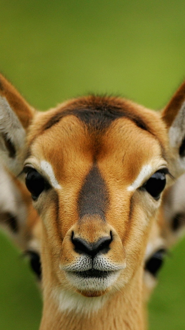 Обои антилопа, олень, живая природа, импала, наземные животные в разрешении 720x1280