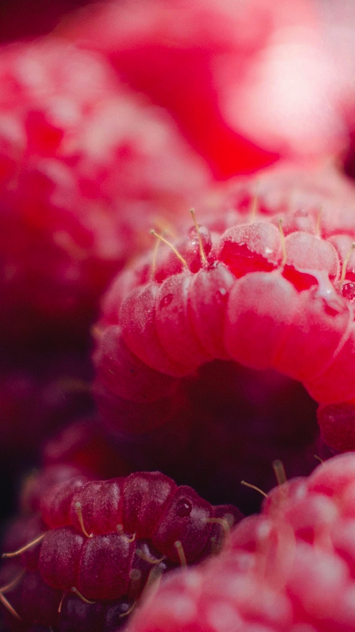 Обои розовый, красный цвет, лепесток, вода, пурпурный цвет в разрешении 720x1280