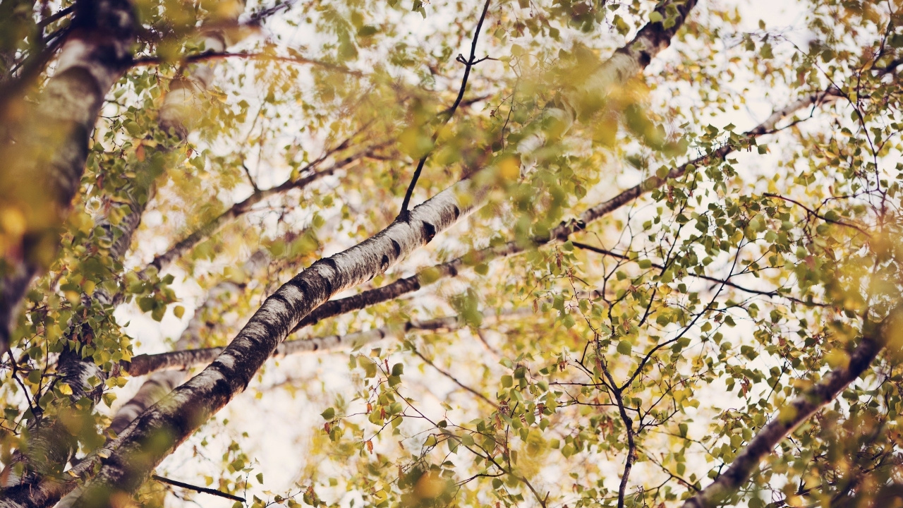 Обои дерево, береза, ветвь, лист, растение в разрешении 1280x720