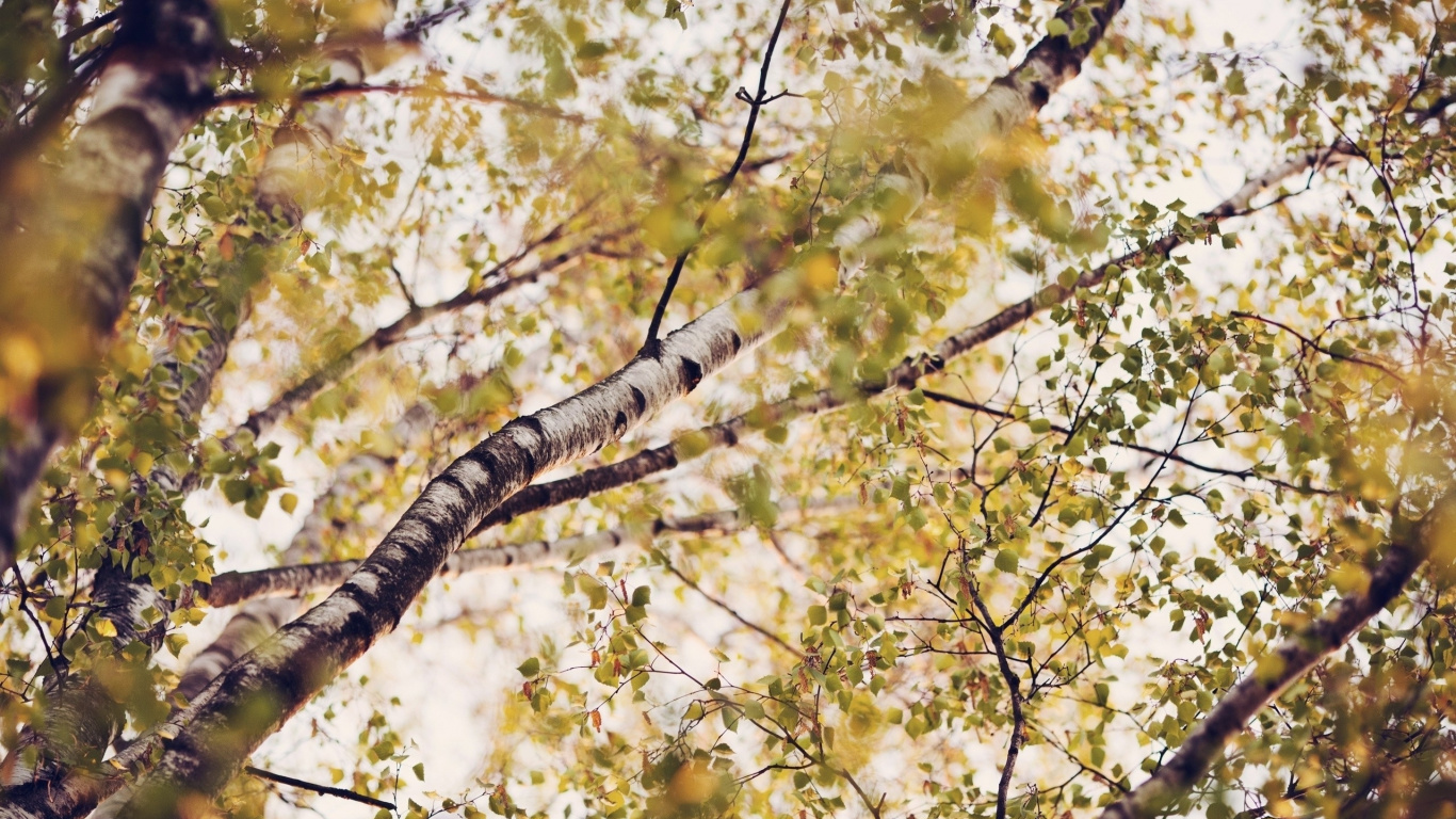 Обои дерево, береза, ветвь, лист, растение в разрешении 1366x768