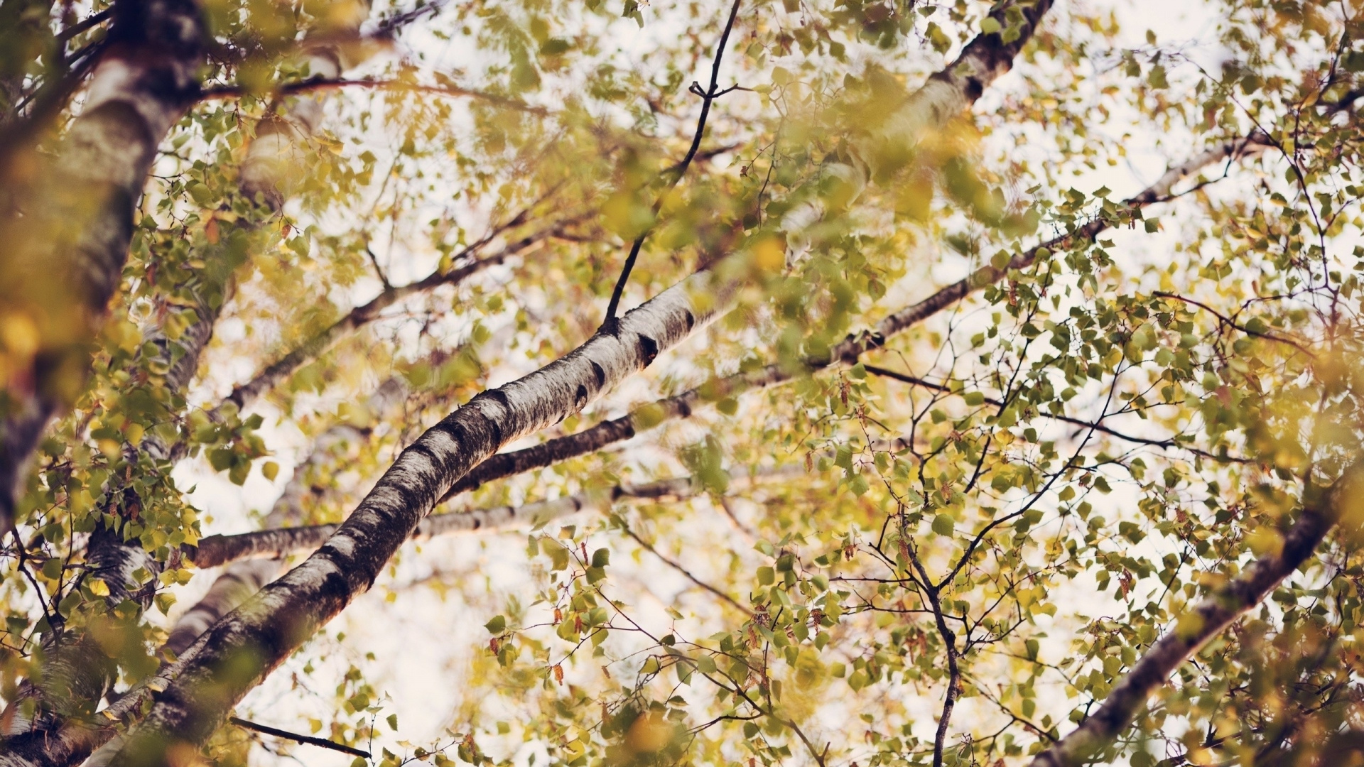 Обои дерево, береза, ветвь, лист, растение в разрешении 1920x1080