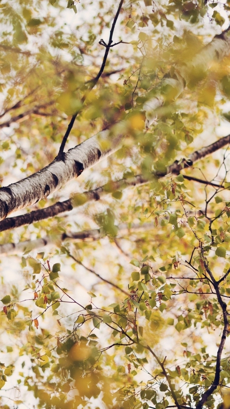 Обои дерево, береза, ветвь, лист, растение в разрешении 750x1334