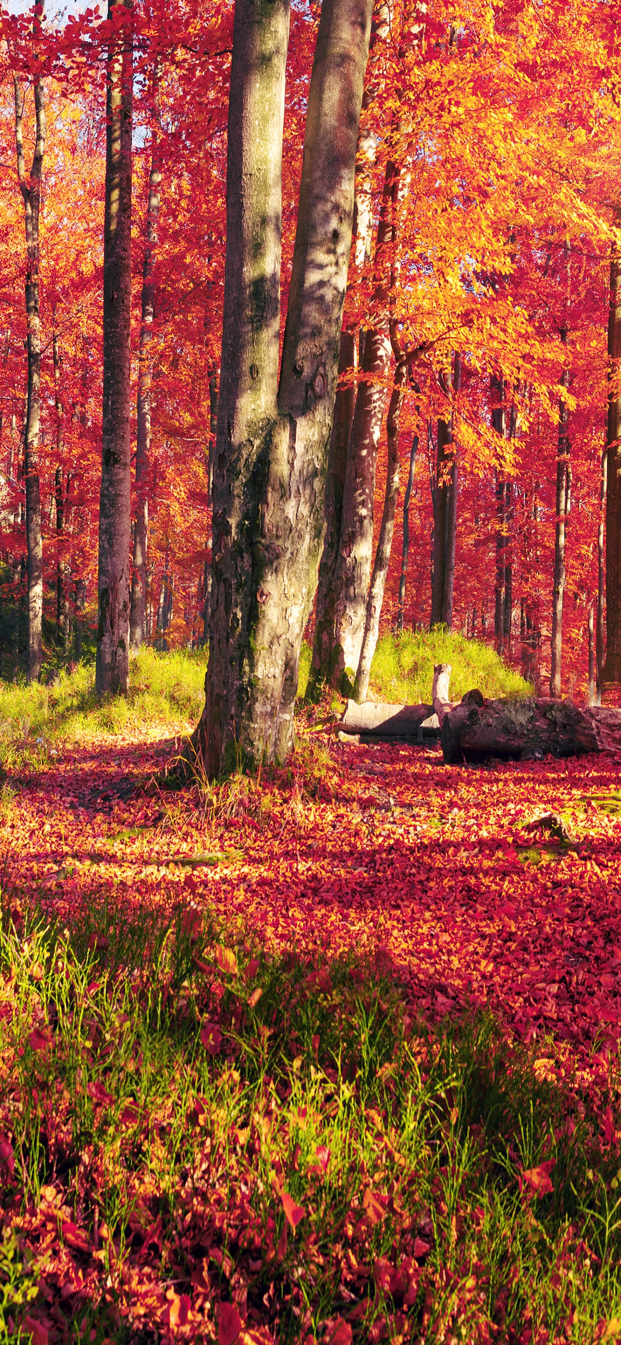 Обои осень, природа, лес, лесистая местность, роща в разрешении 1242x2688