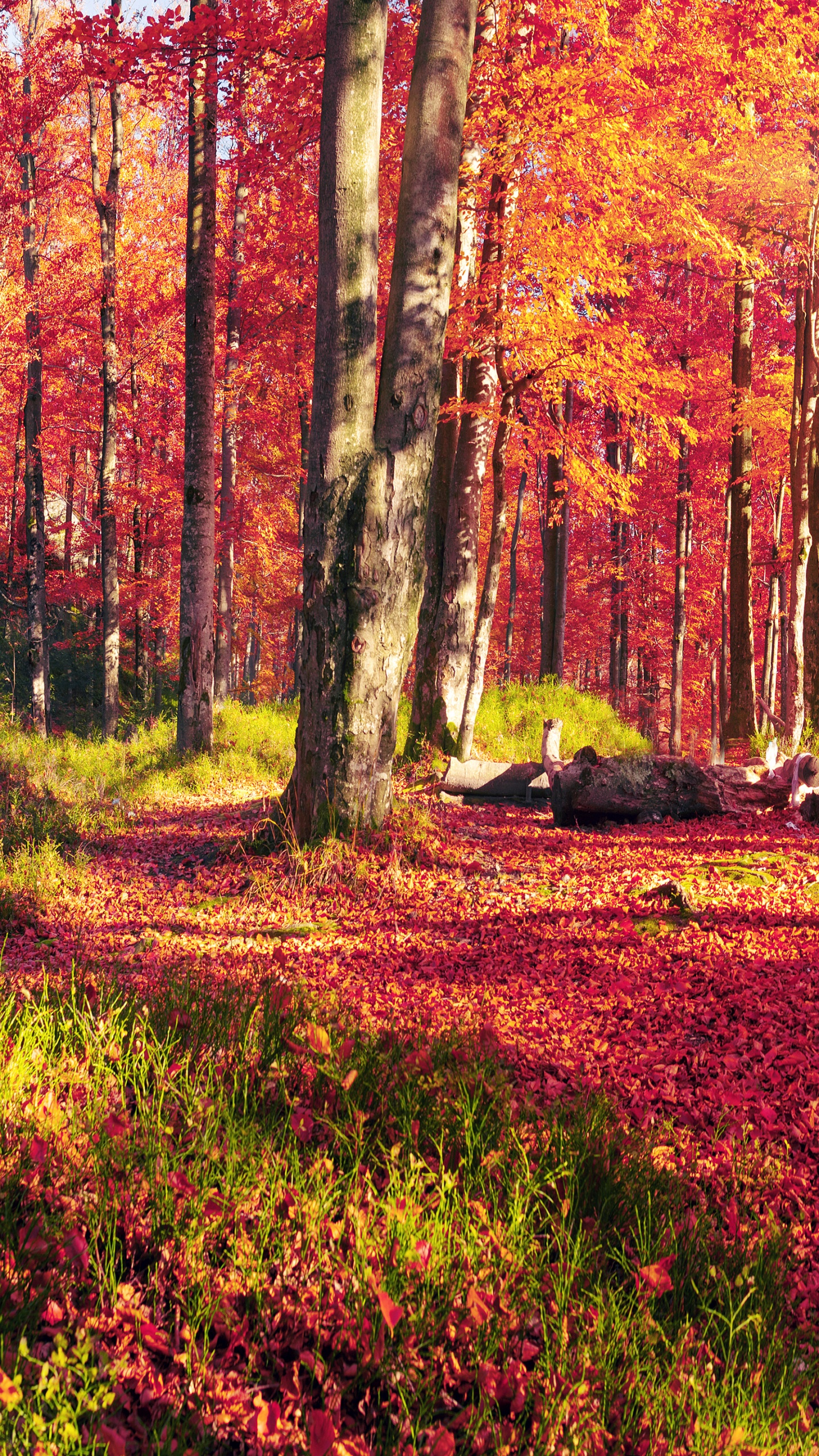 Обои осень, природа, лес, лесистая местность, роща в разрешении 1440x2560