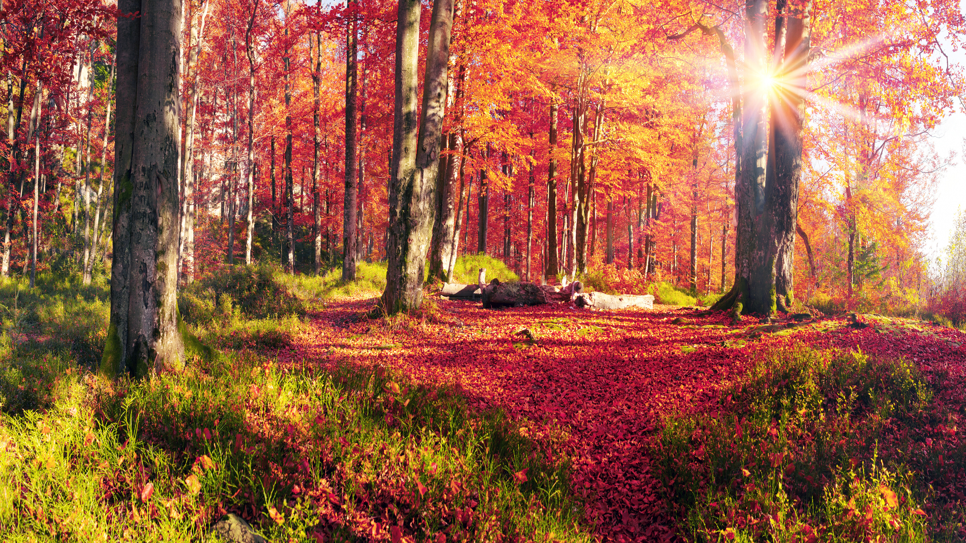 Обои осень, природа, лес, лесистая местность, роща в разрешении 3840x2160