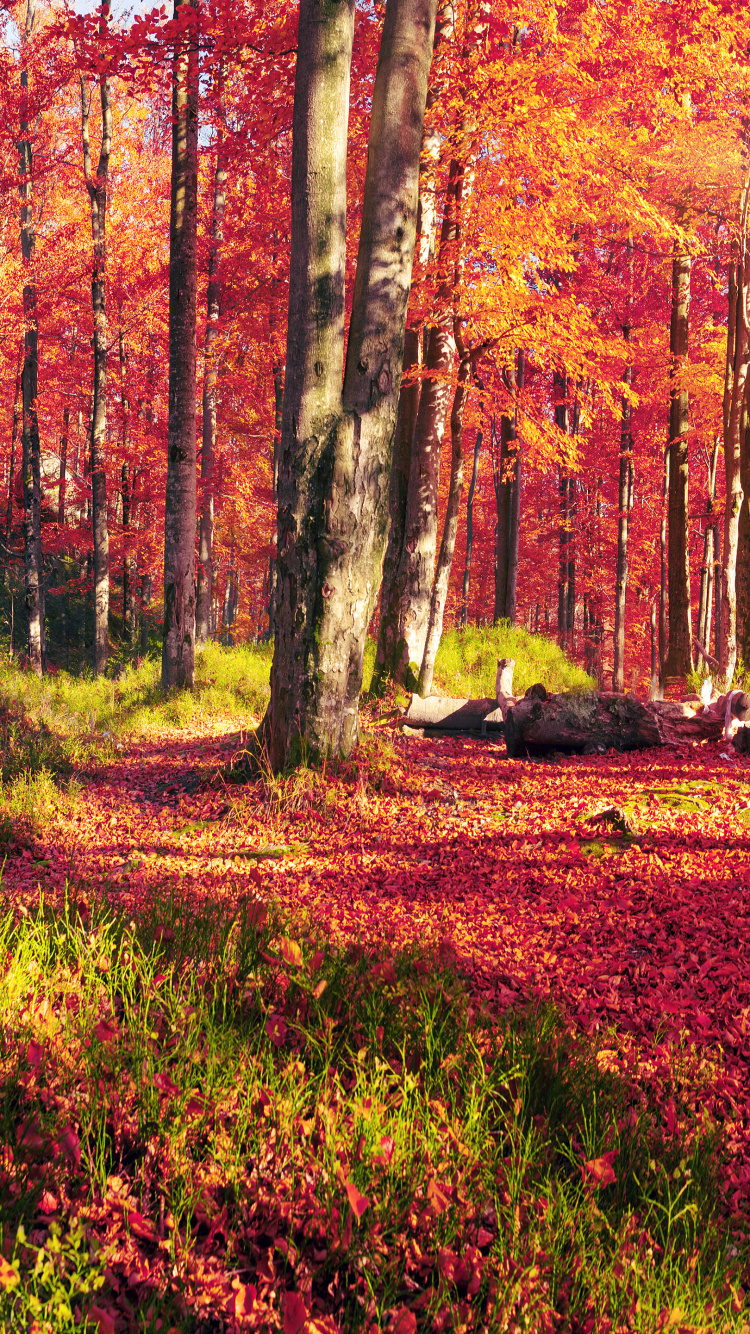 Обои осень, природа, лес, лесистая местность, роща в разрешении 750x1334