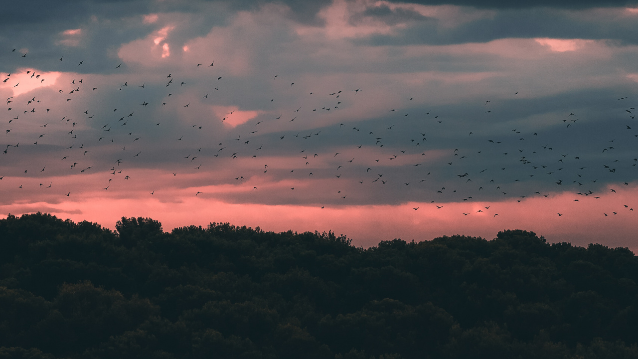 Обои закат, облако, горизонт, синий, атмосфера в разрешении 1280x720