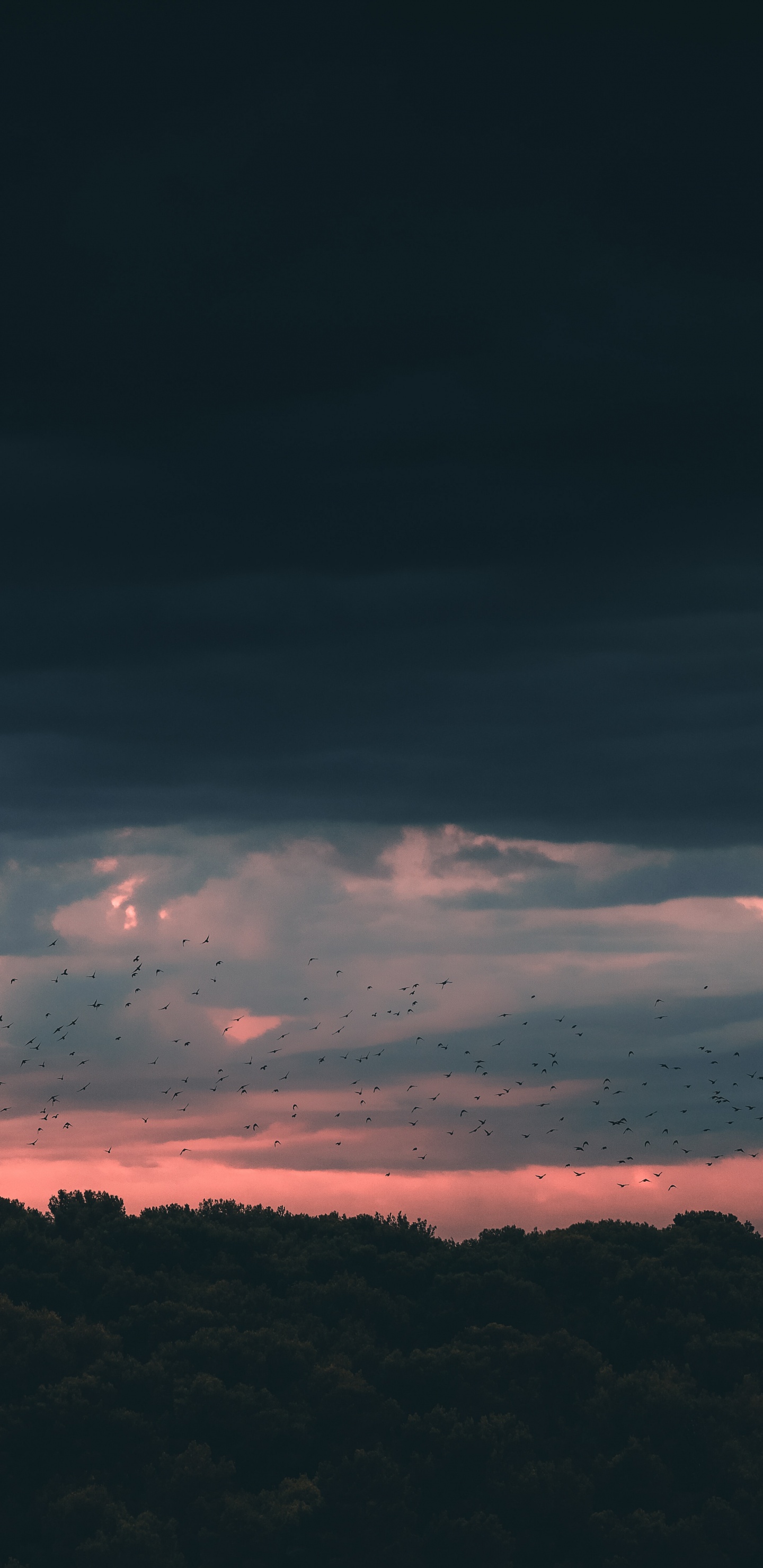 Обои закат, облако, горизонт, синий, атмосфера в разрешении 1440x2960