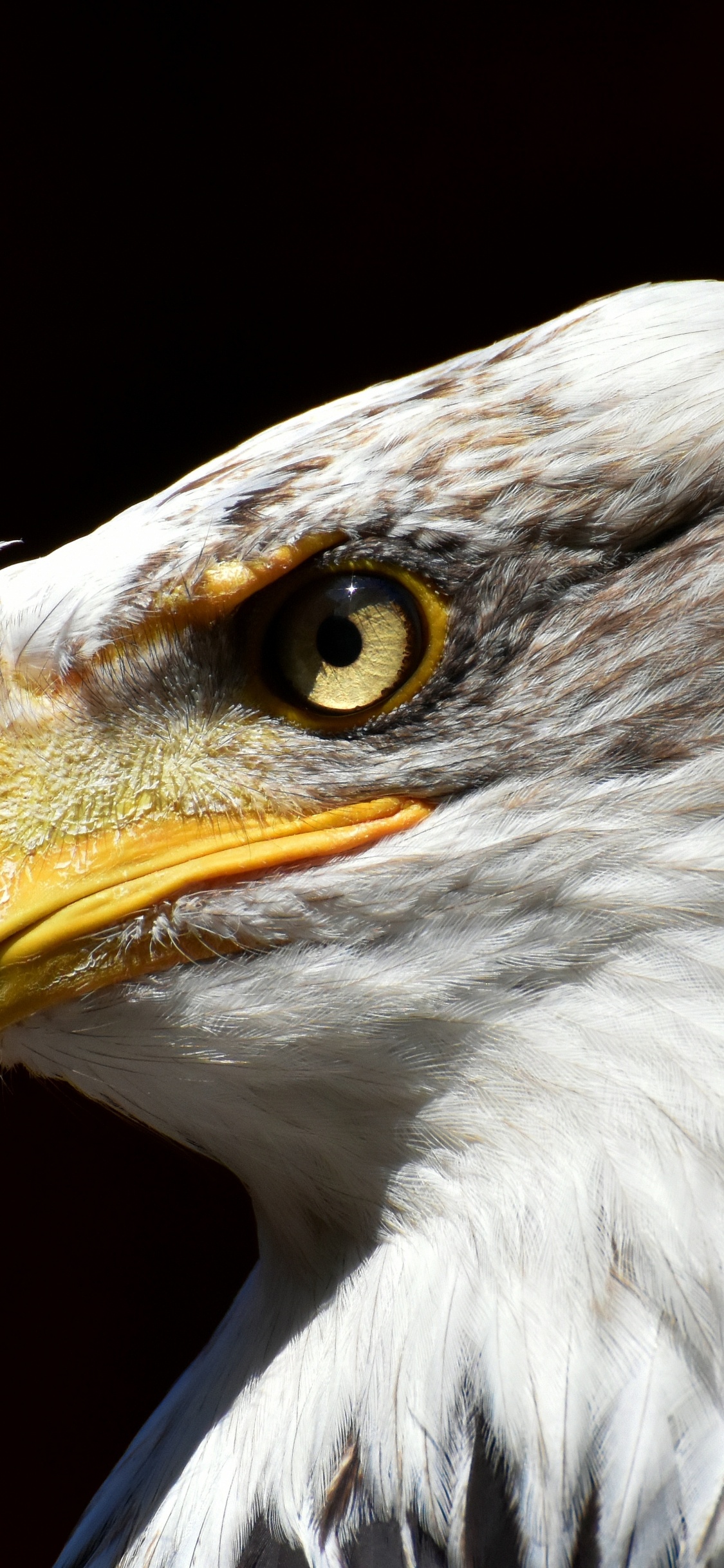 Обои белоголовый Орлан, Орел, птица, хищная птица, клюв в разрешении 1125x2436